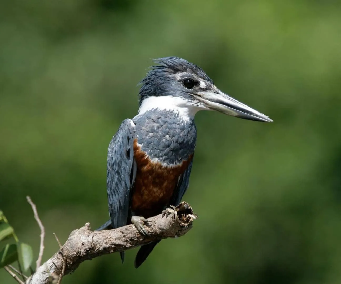 Natural landscape in Hotel Colores del Arenal