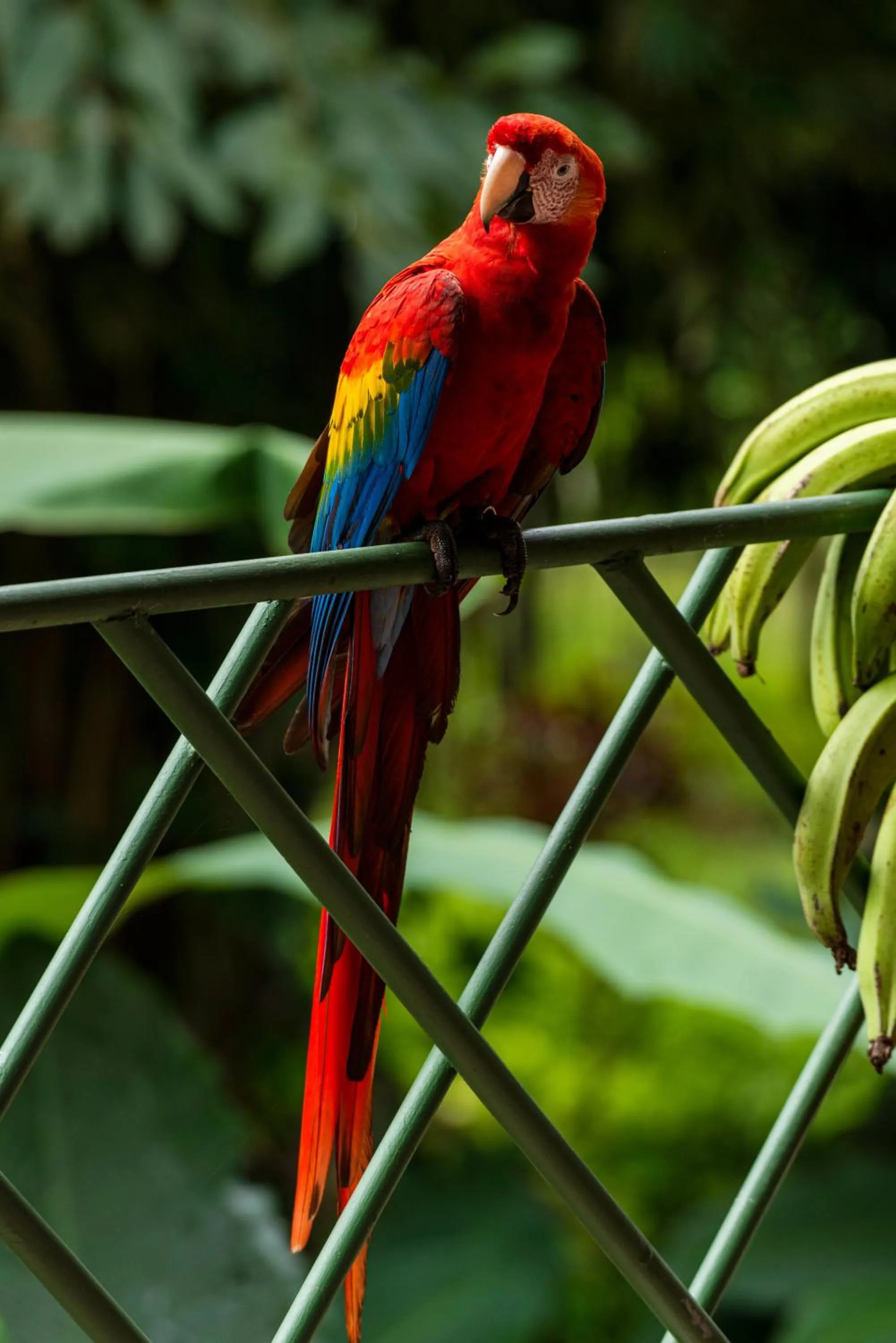 Animals in Tabulia Tree Hotel and Villas