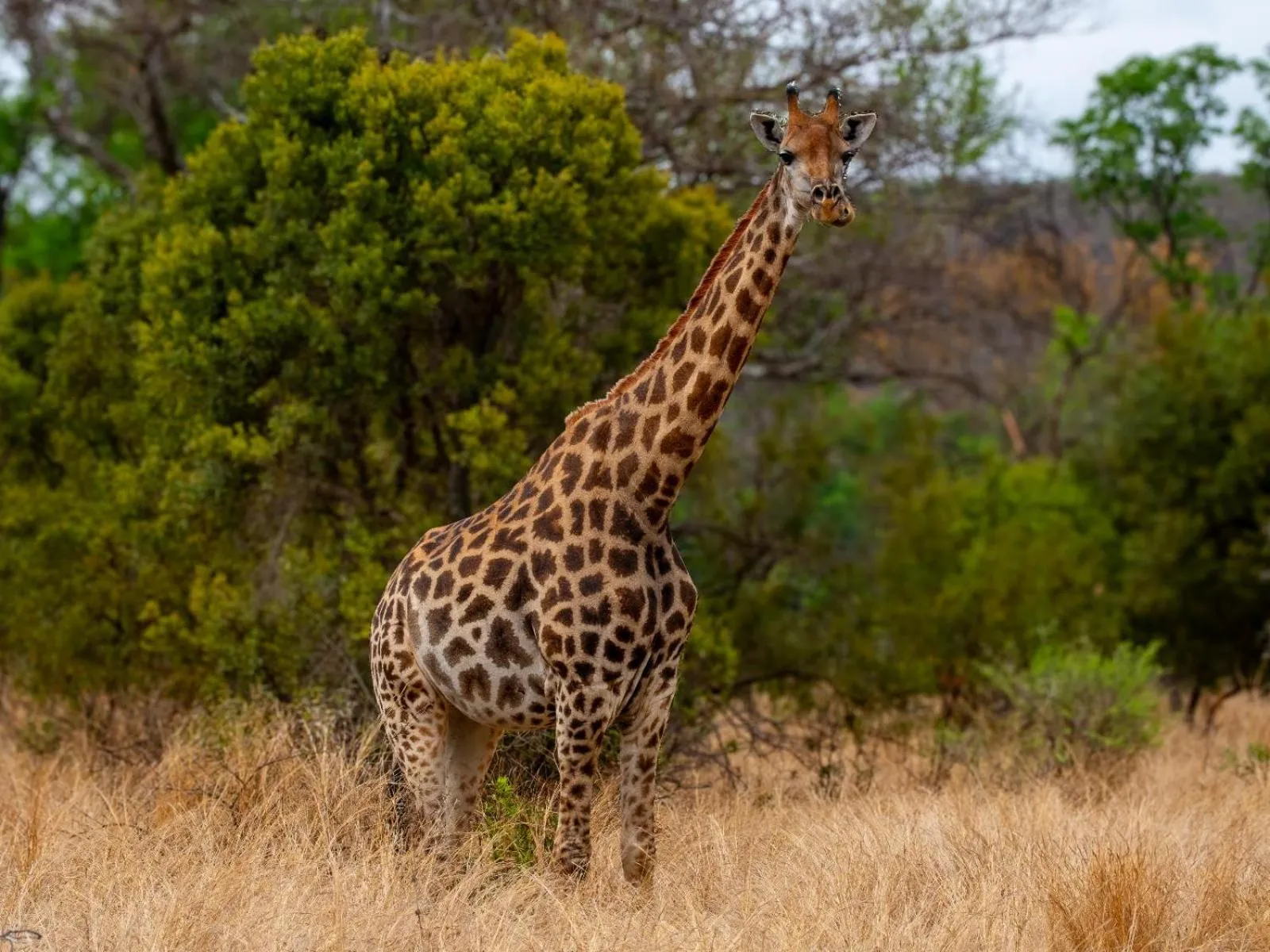 Animals in Zebra Nature Reserve
