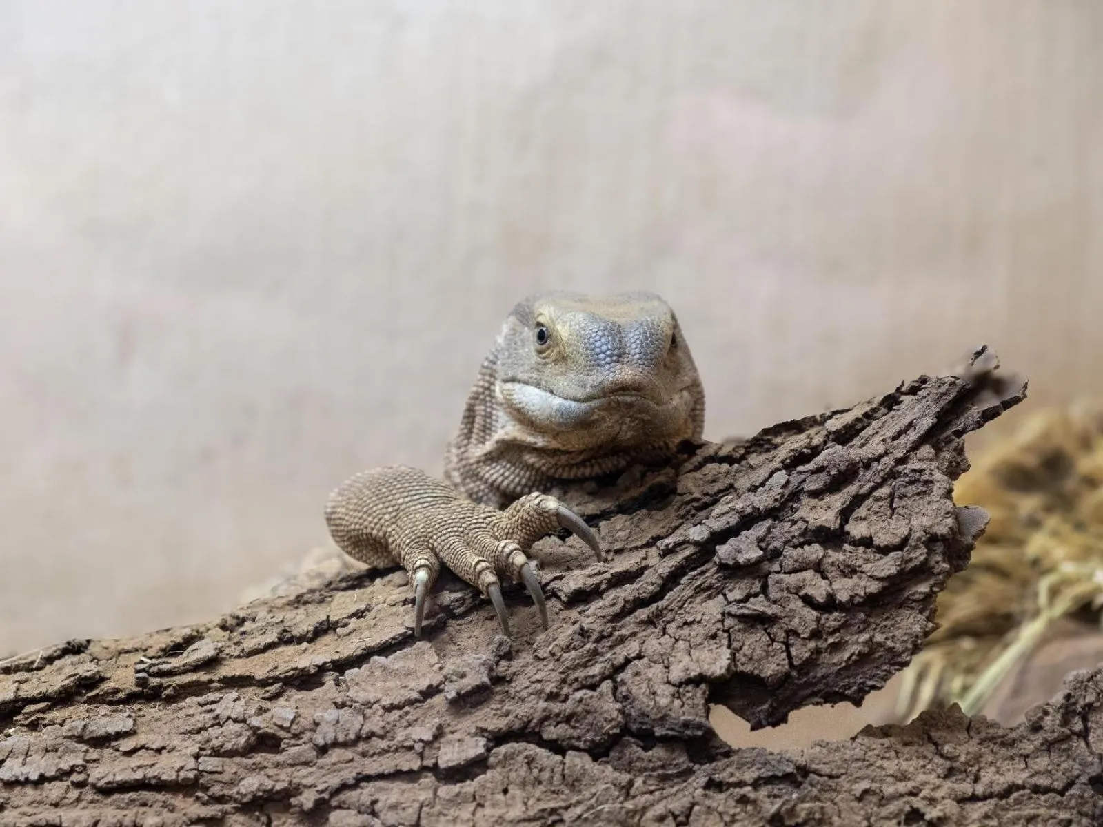 Animals in Zebra Nature Reserve