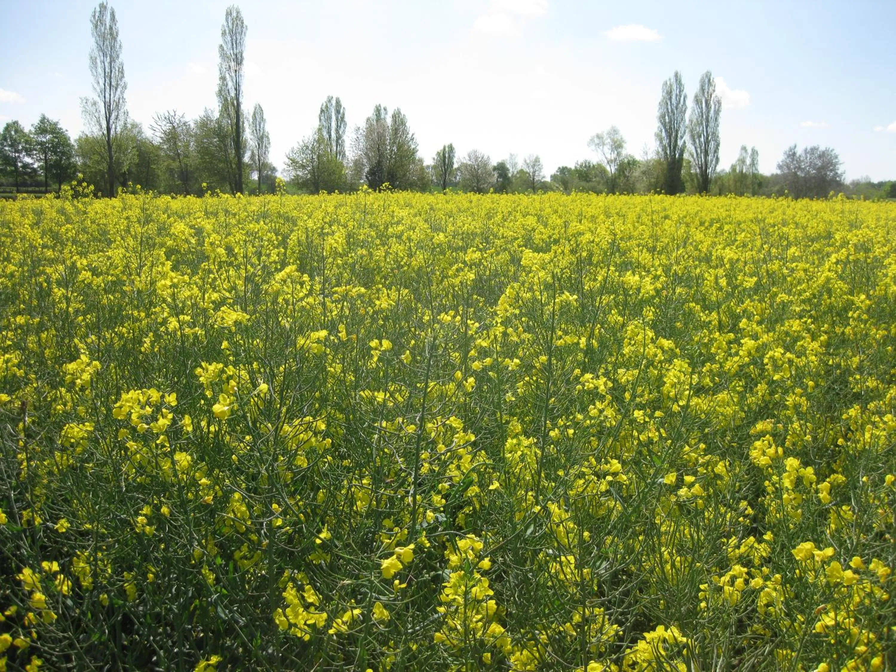 Spring in Le Petit Cochon chambre d` hotes