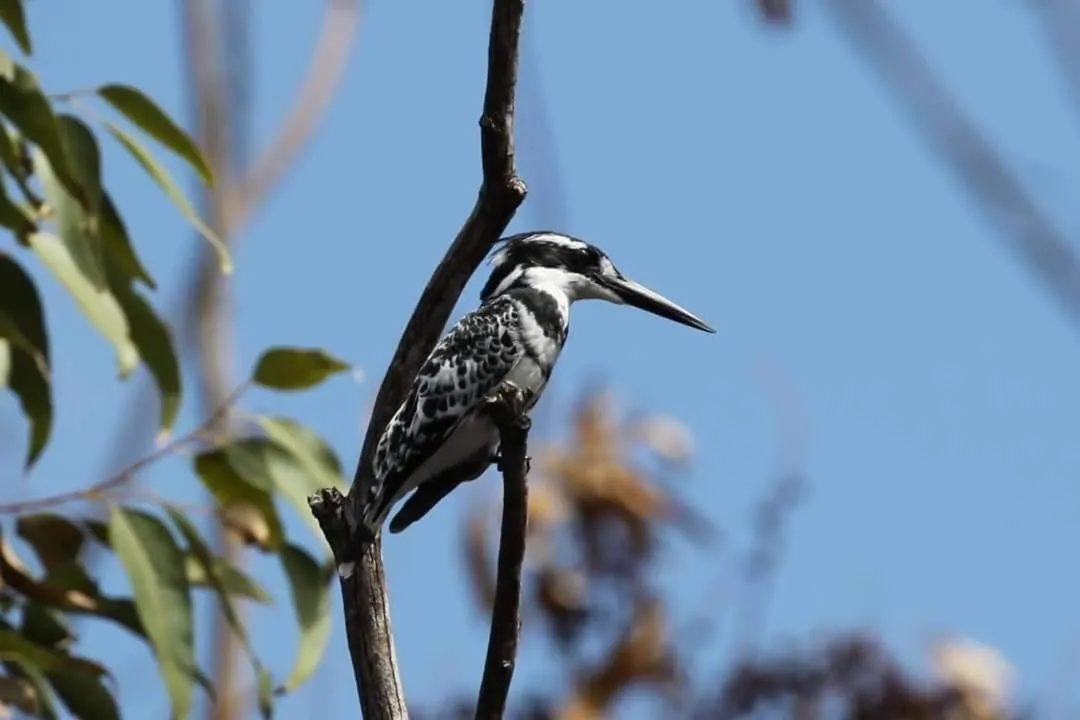 Animals in Fish Eagle Manor