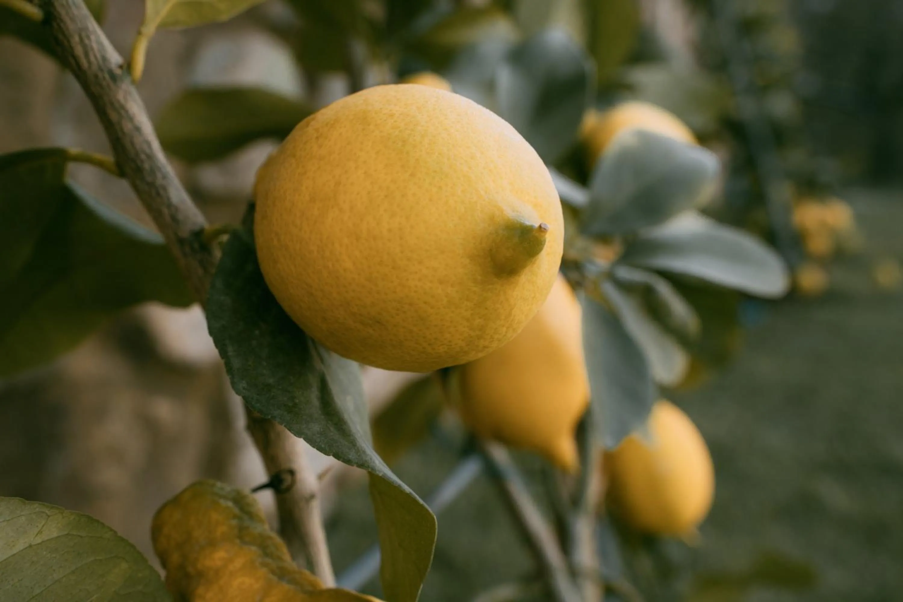 Garden in La Monastica Resort & Spa