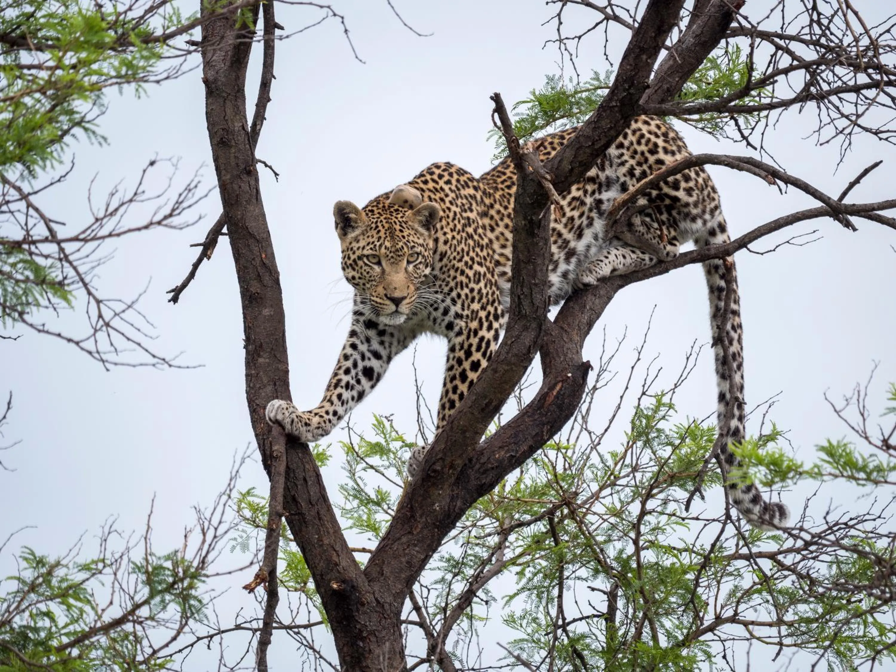 Animals in Nkomazi Game Reserve by NEWMARK