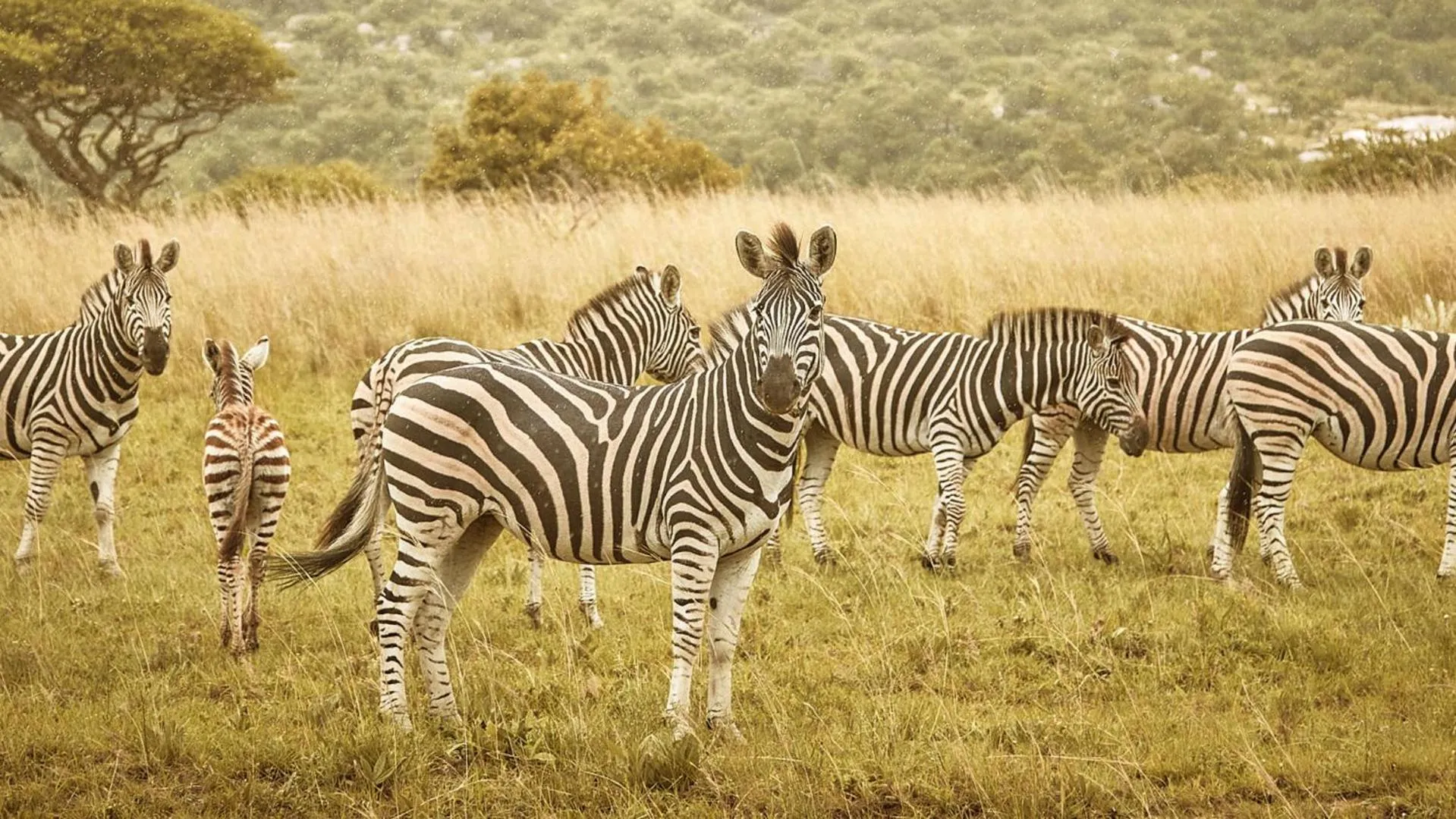 Animals in Nkomazi Game Reserve by NEWMARK