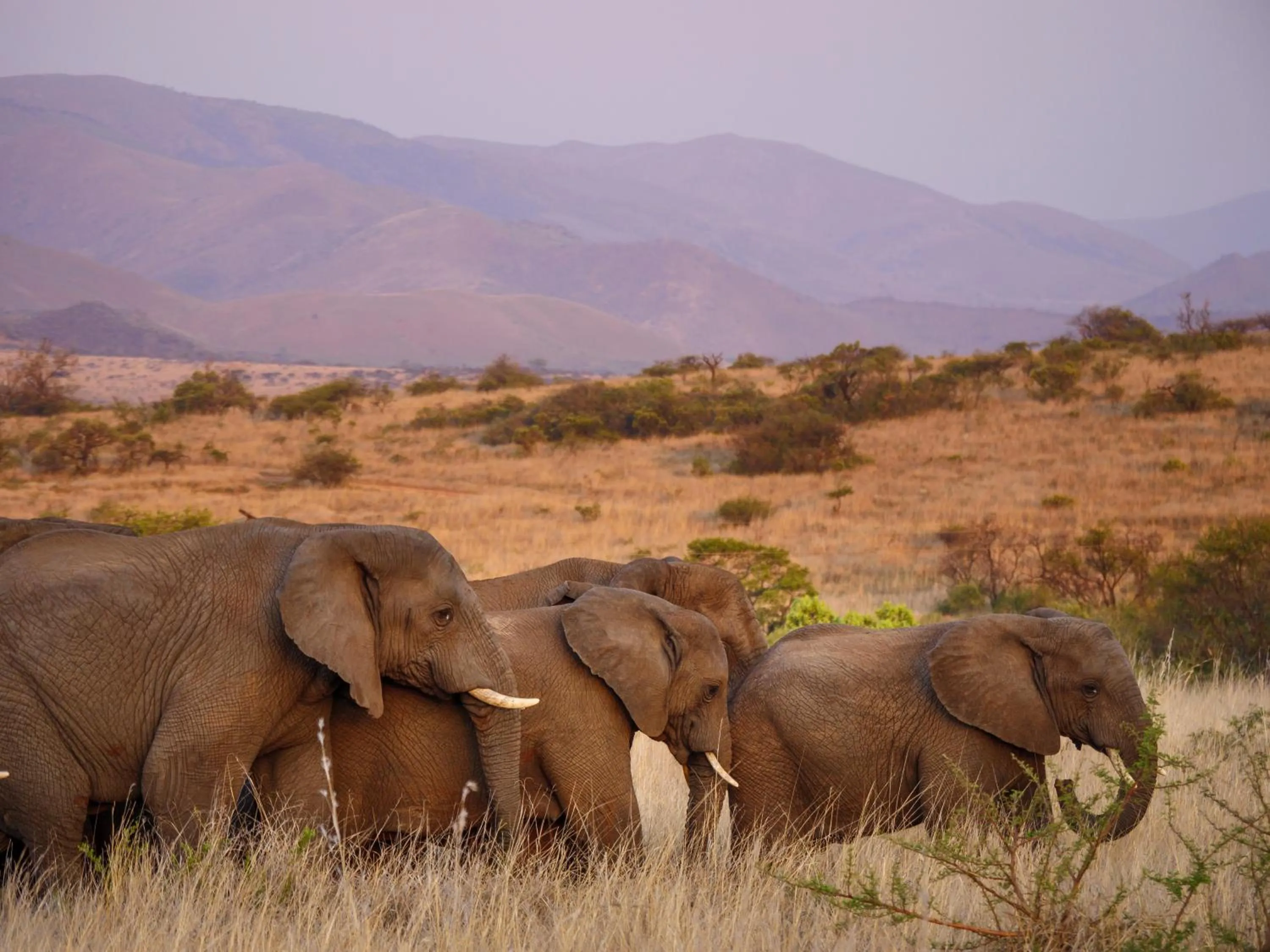 Animals in Nkomazi Game Reserve by NEWMARK