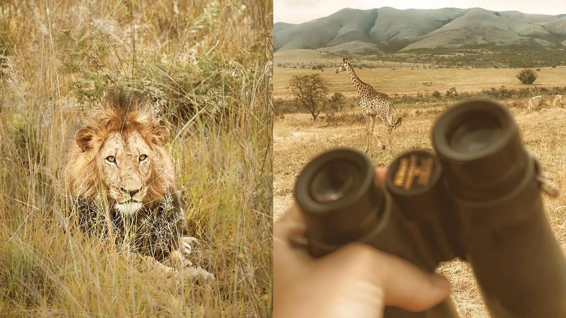Animals in Nkomazi Game Reserve by NEWMARK