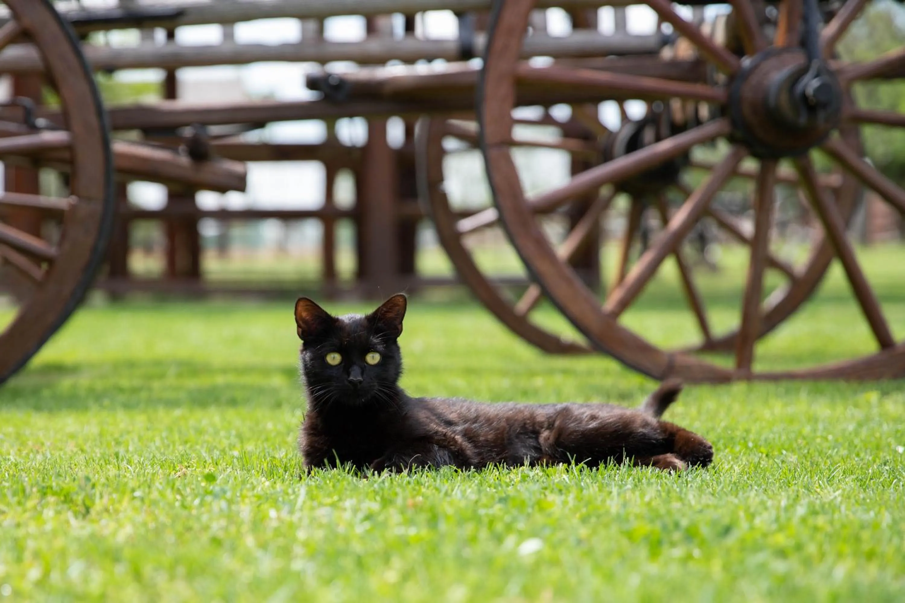 Animals in Hotel Lug