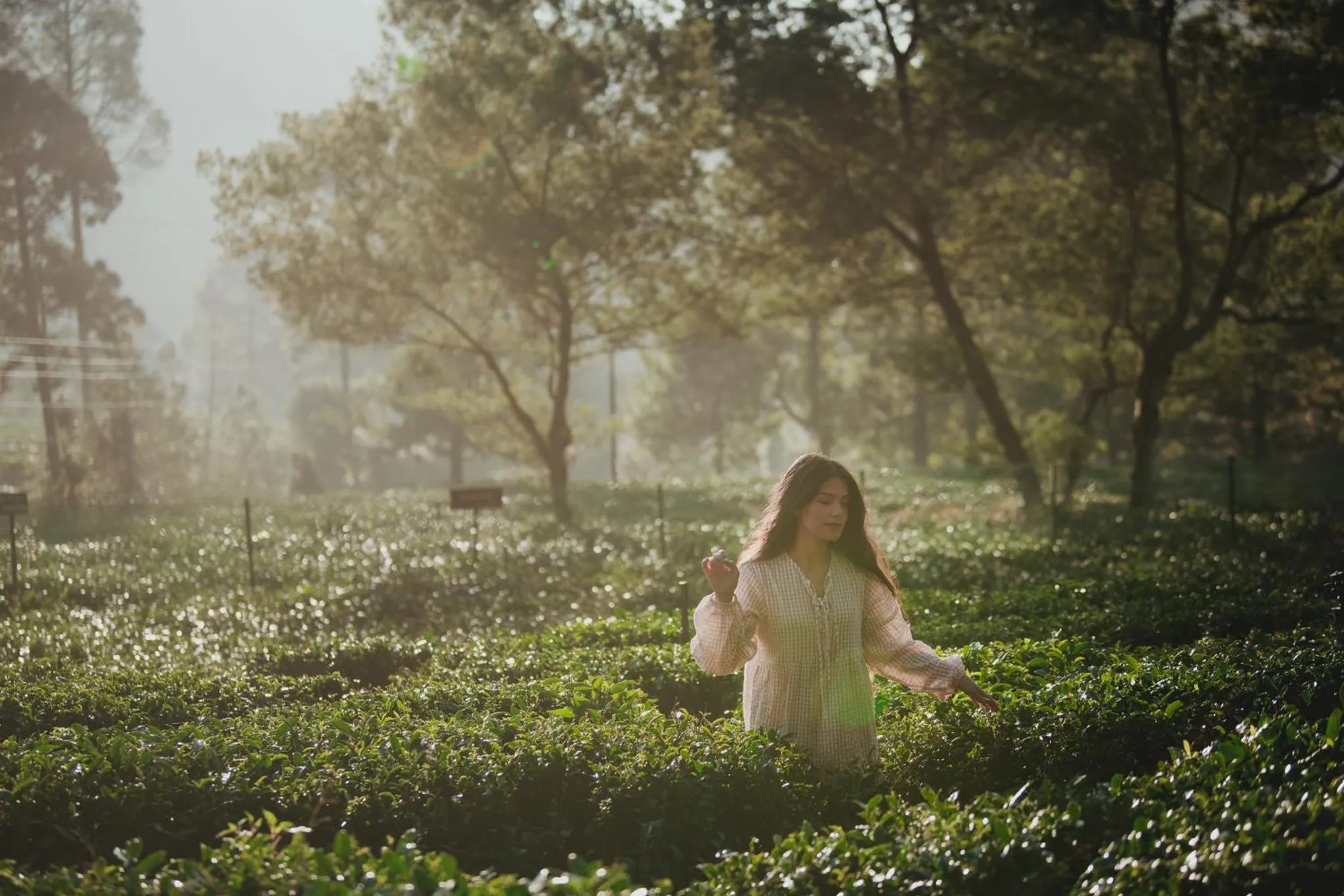 Natural landscape in Brij Atmanya Bhowali, Nainital, A Luxury Mountain Escape