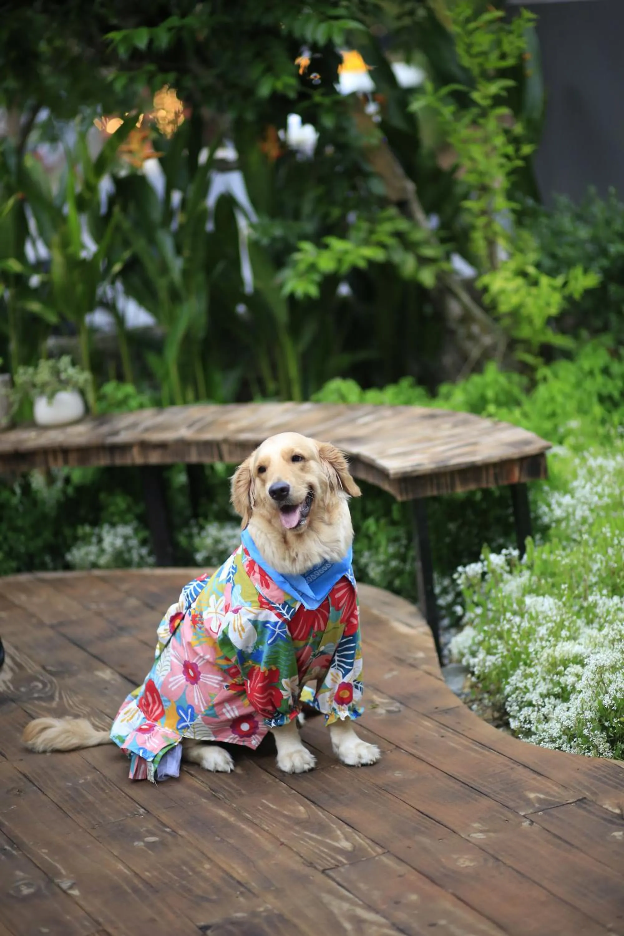 Animals in DD Hospitality - Mi Amor Da Lat