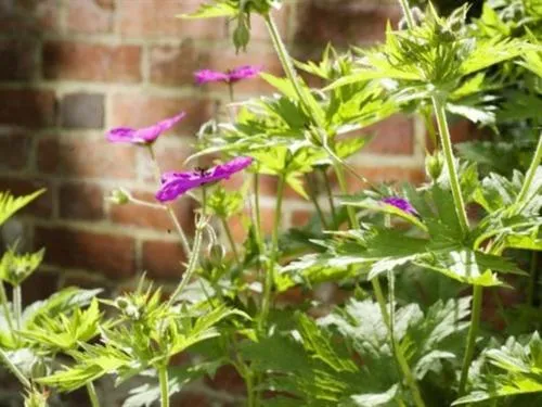Property building in Canterbury Hotel Cottages and Apartment's