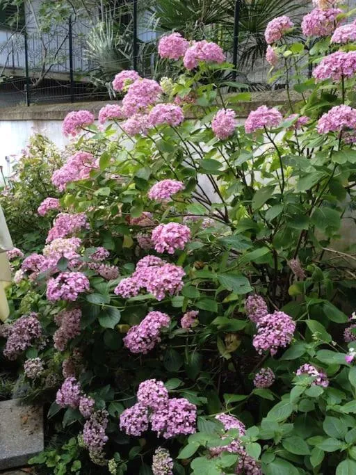 Casa di Annusca Apartment