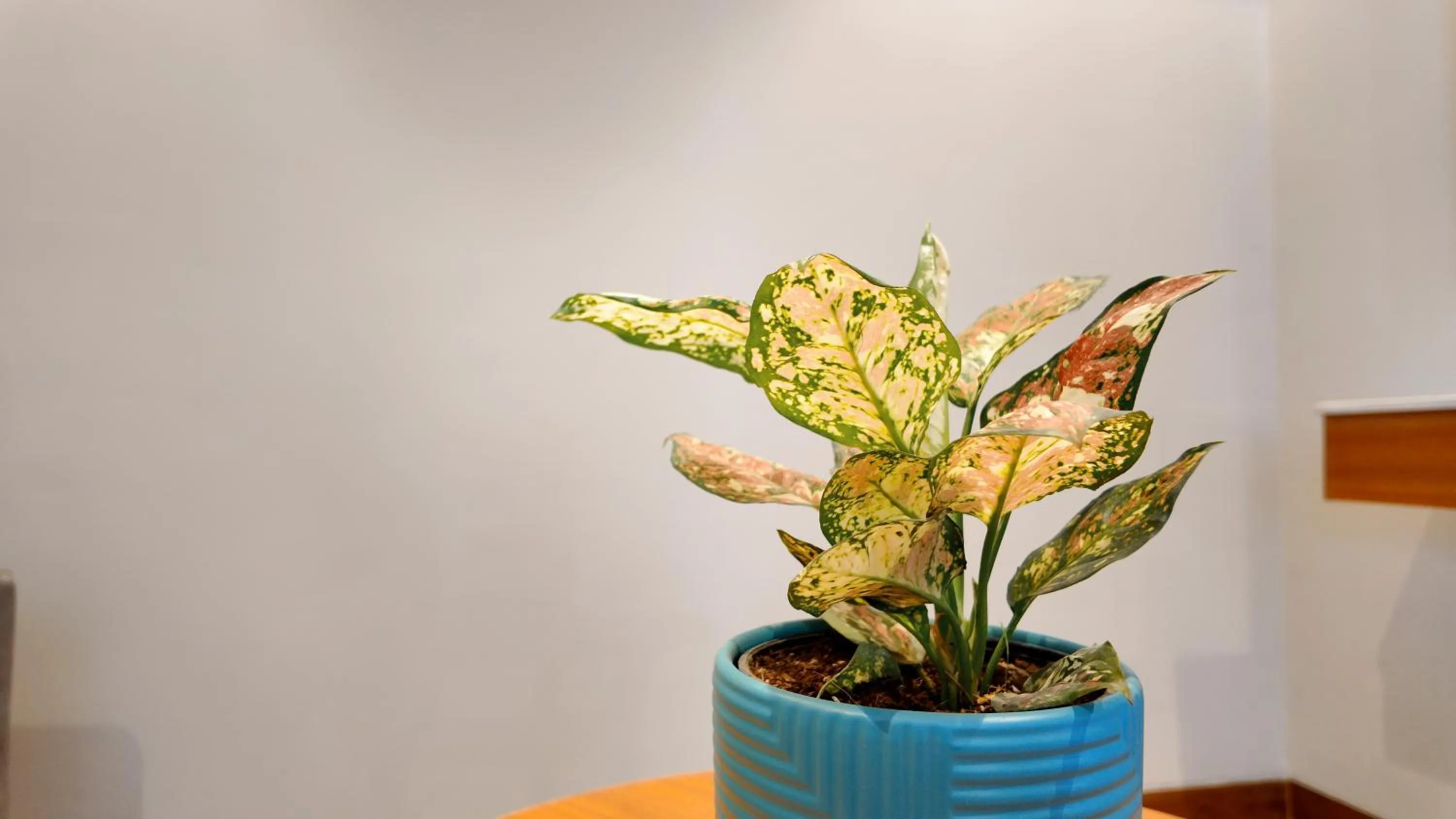 Decorative detail in Fortune Select Candolim, Goa - Member ITC Hotels' Group