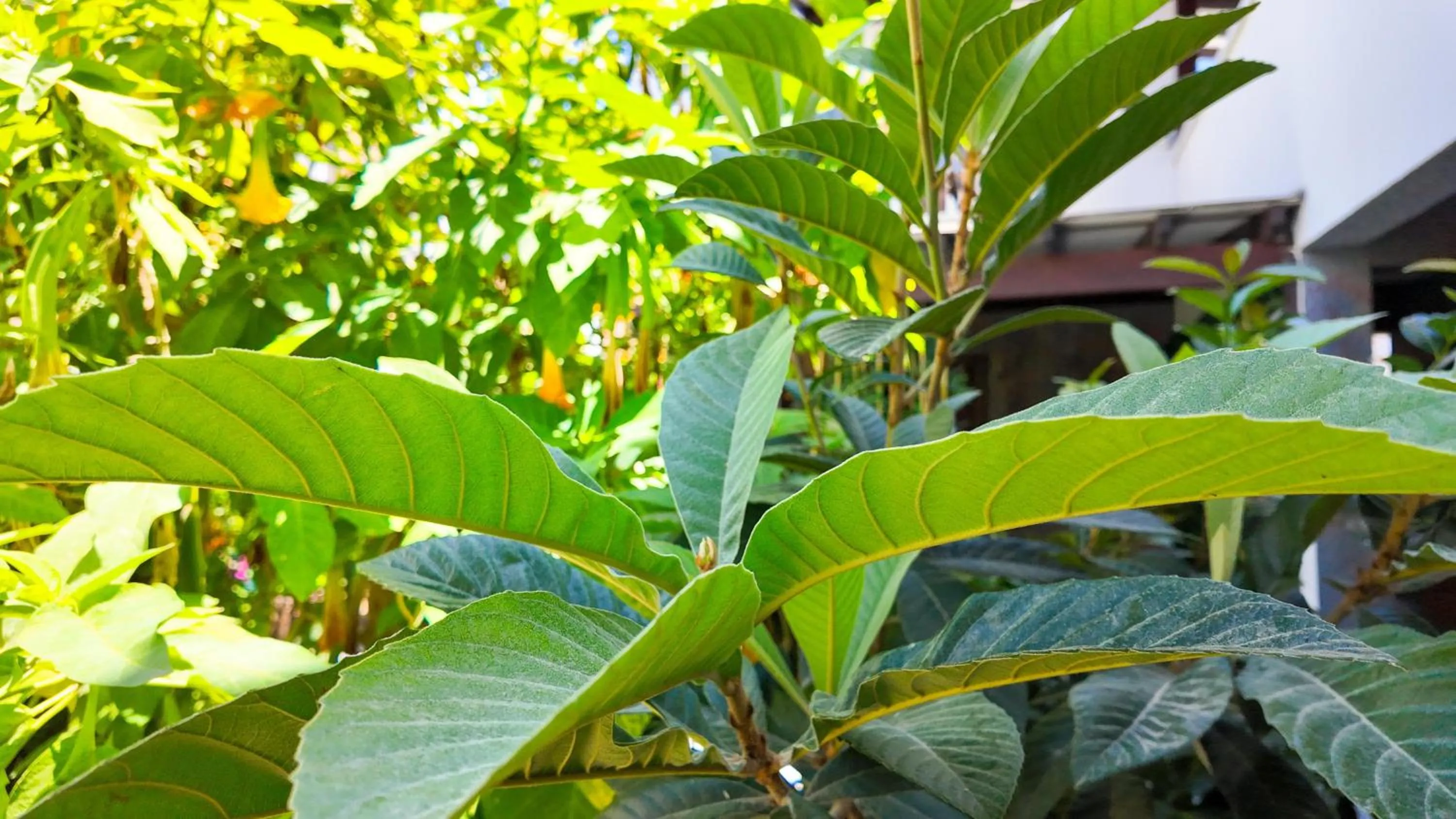 Garden in Lizbonia Hotels Bodrum