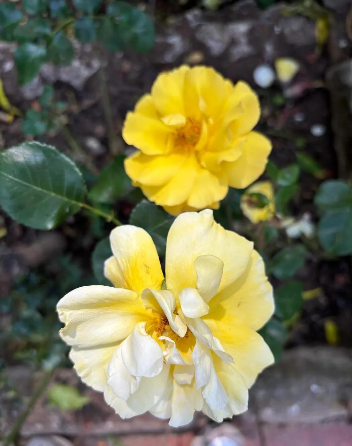 Hotel El Refugio de Juanar