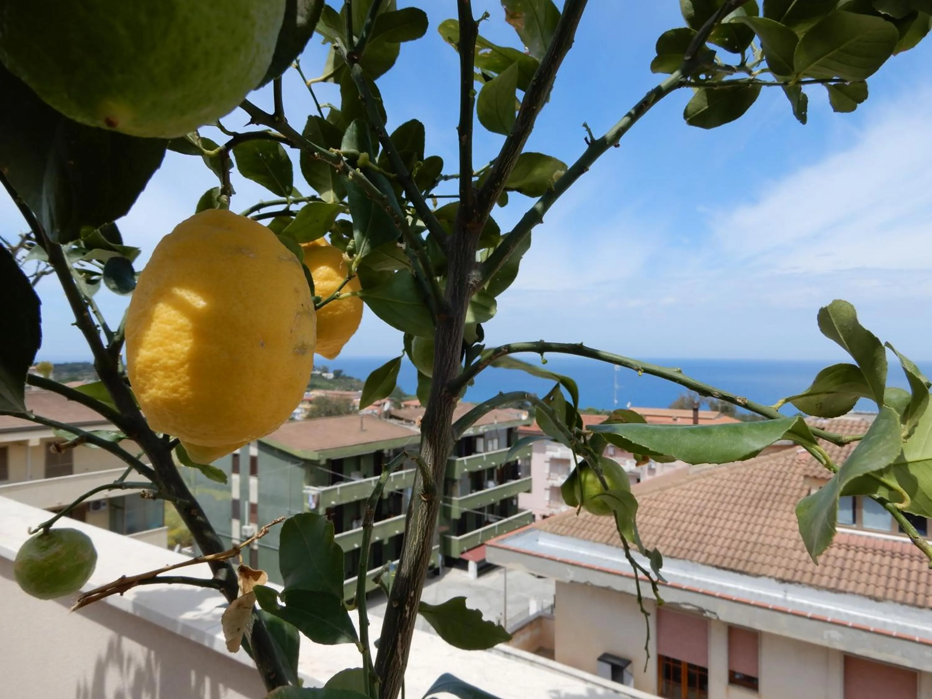 Balcony/Terrace in Middle Town Palace