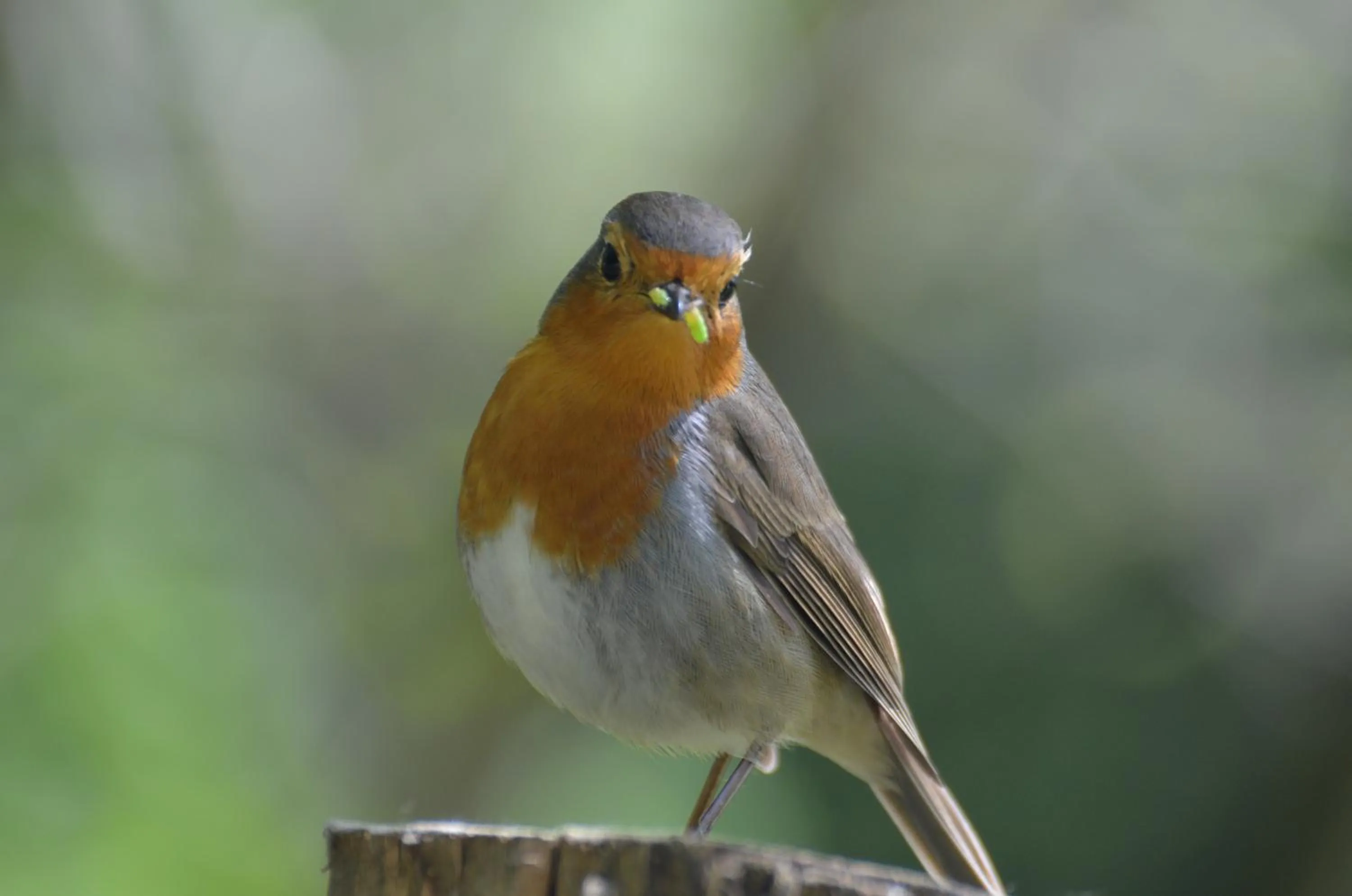 Off site in Usategieta