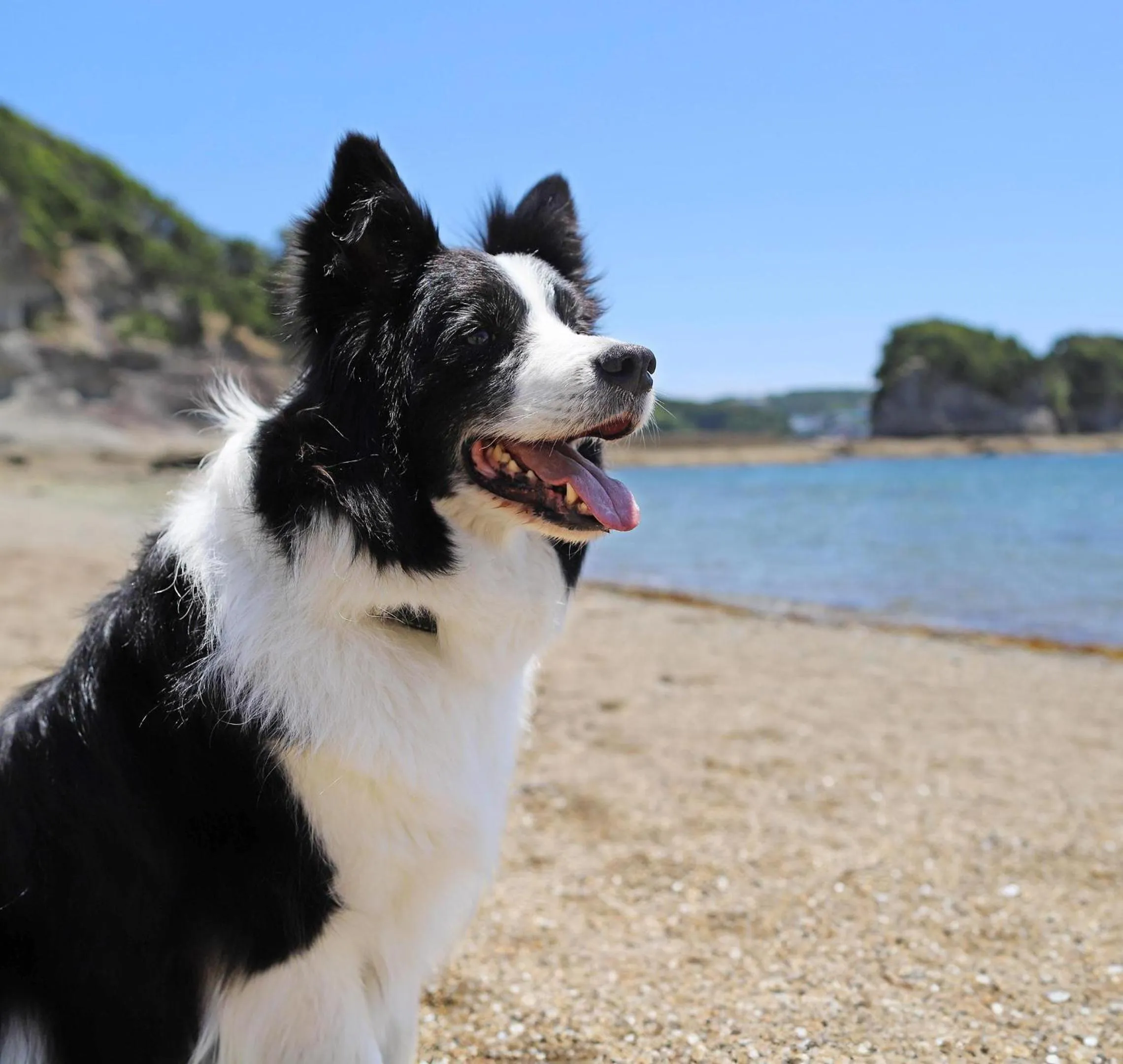Nearby landmark in Nanki Shirahama Dog Paradise