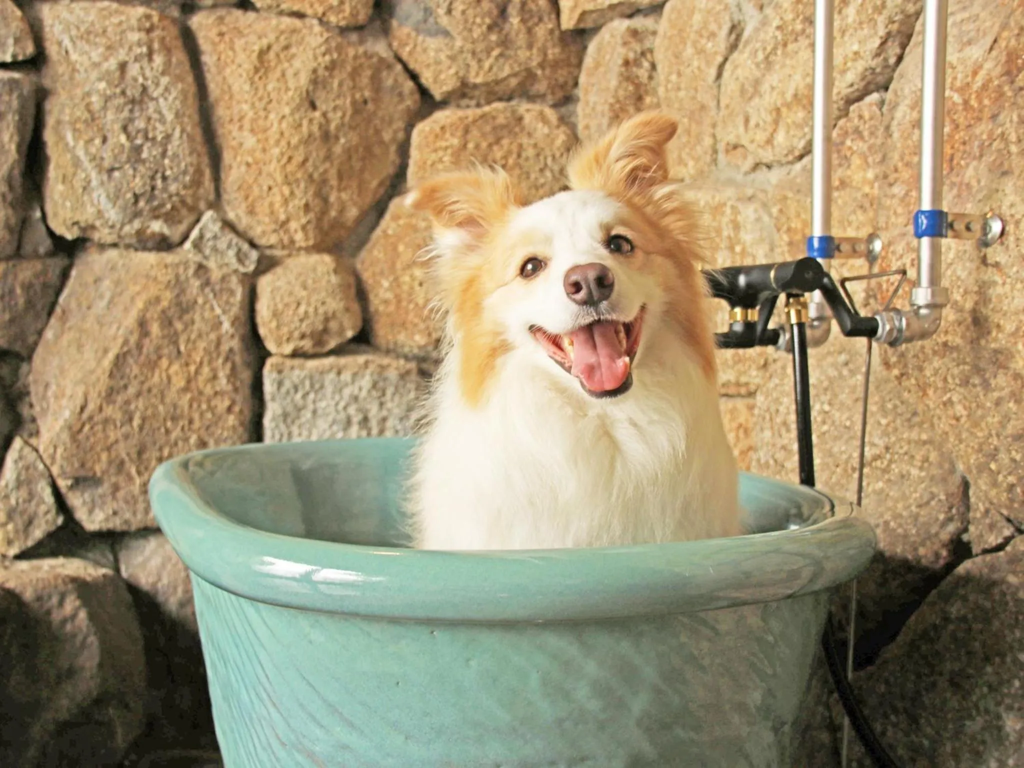 Pets in Nanki Shirahama Dog Paradise