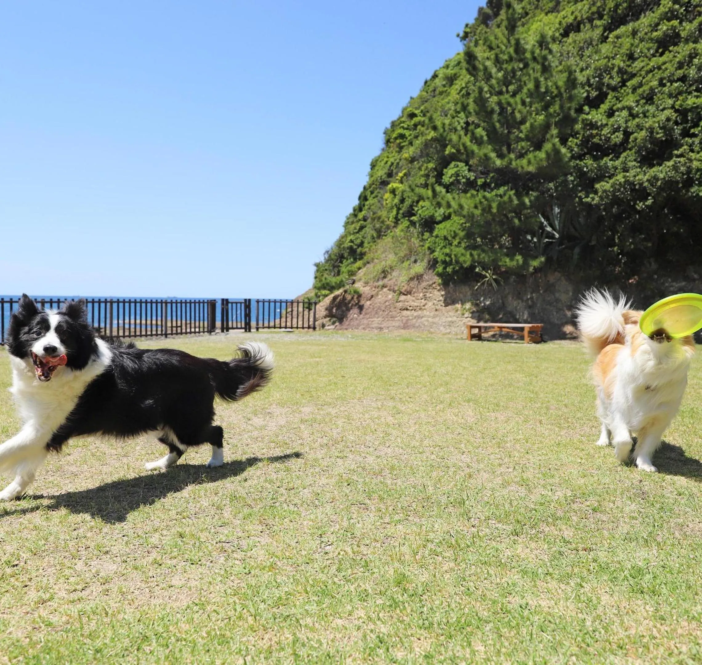 Nearby landmark in Nanki Shirahama Dog Paradise