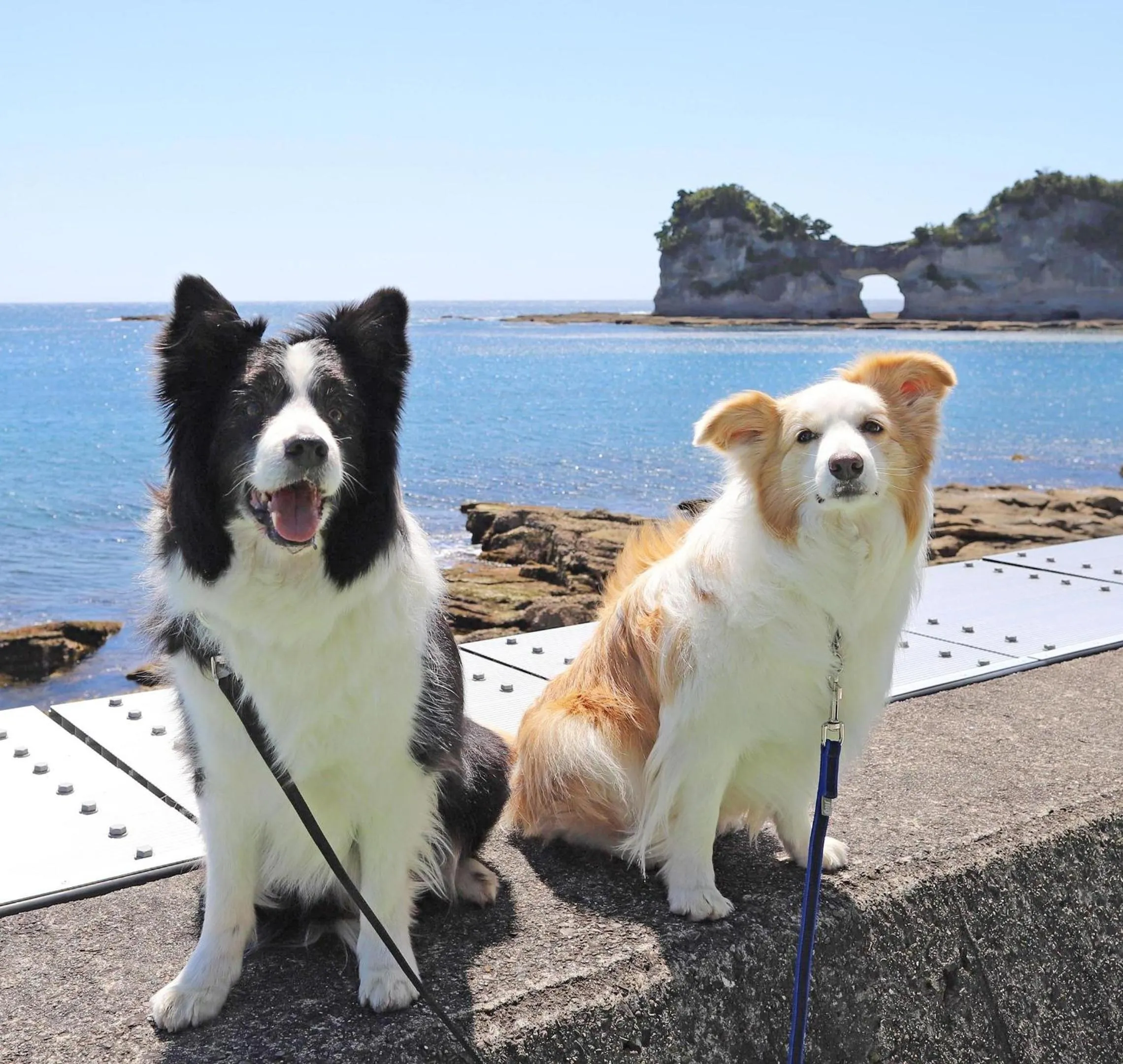 Nearby landmark in Nanki Shirahama Dog Paradise