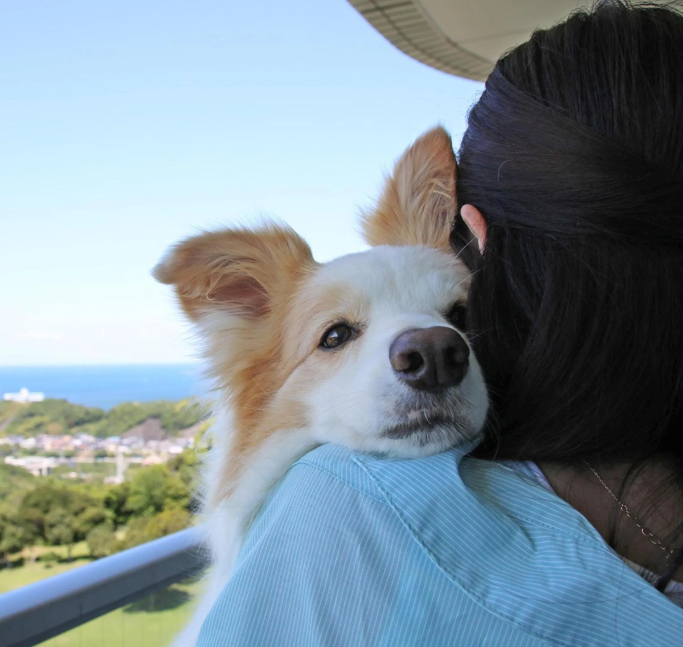 Sea view in Nanki Shirahama Dog Paradise