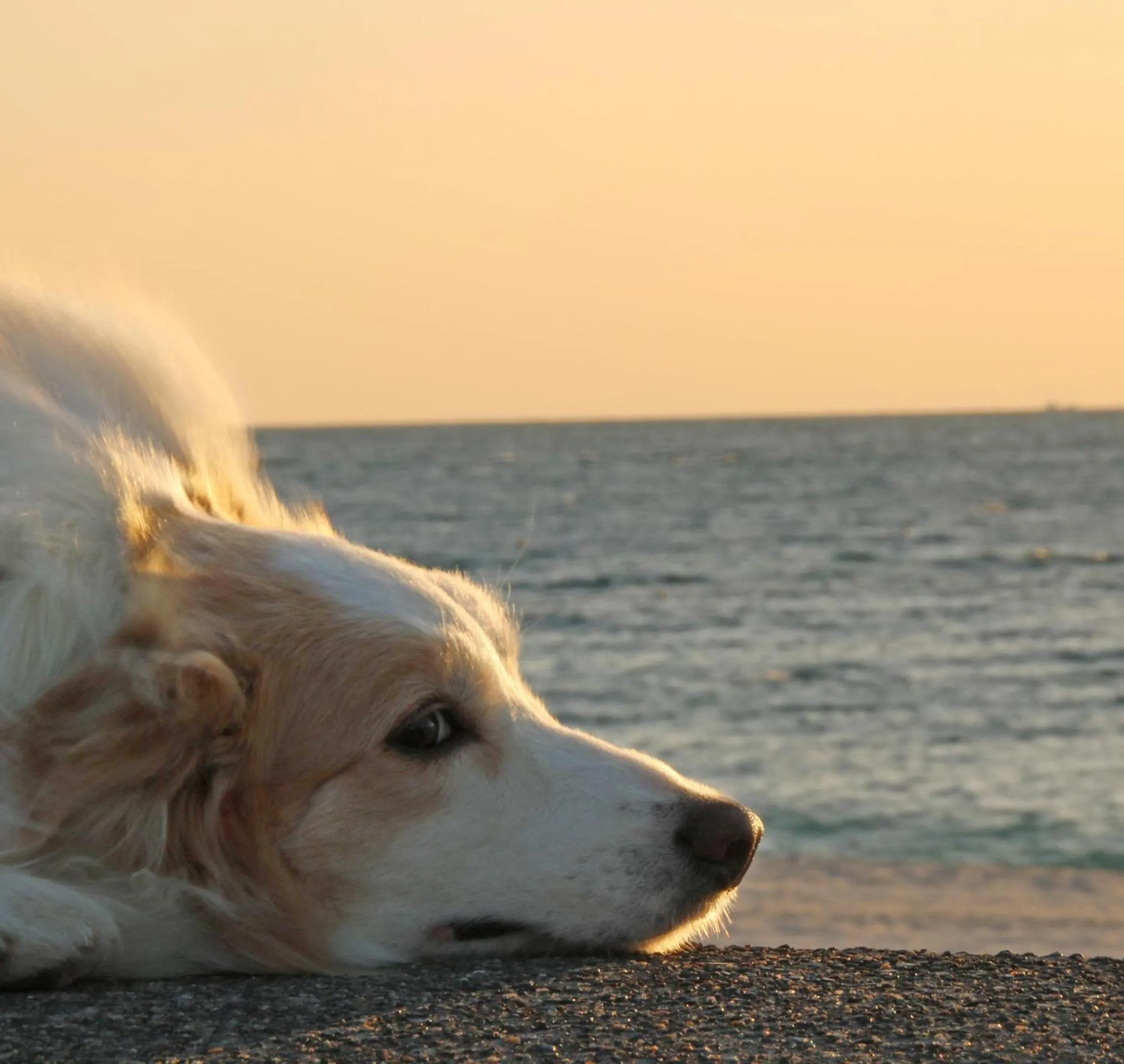 Nearby landmark in Nanki Shirahama Dog Paradise