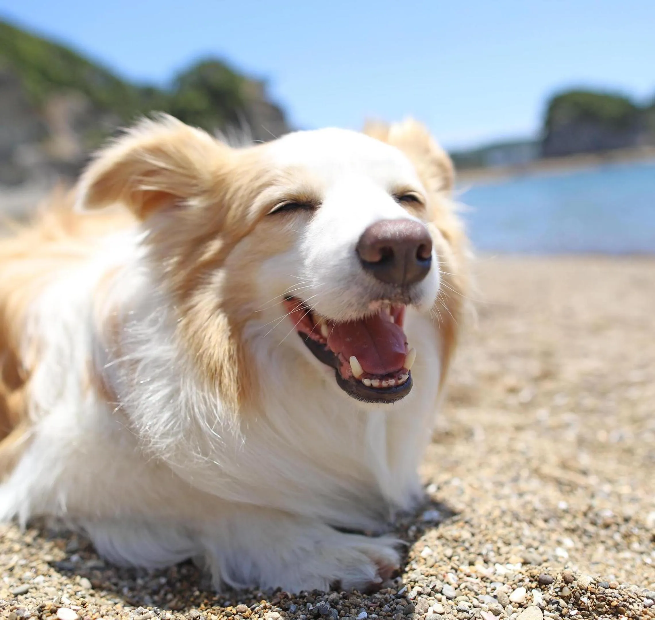 Nearby landmark in Nanki Shirahama Dog Paradise