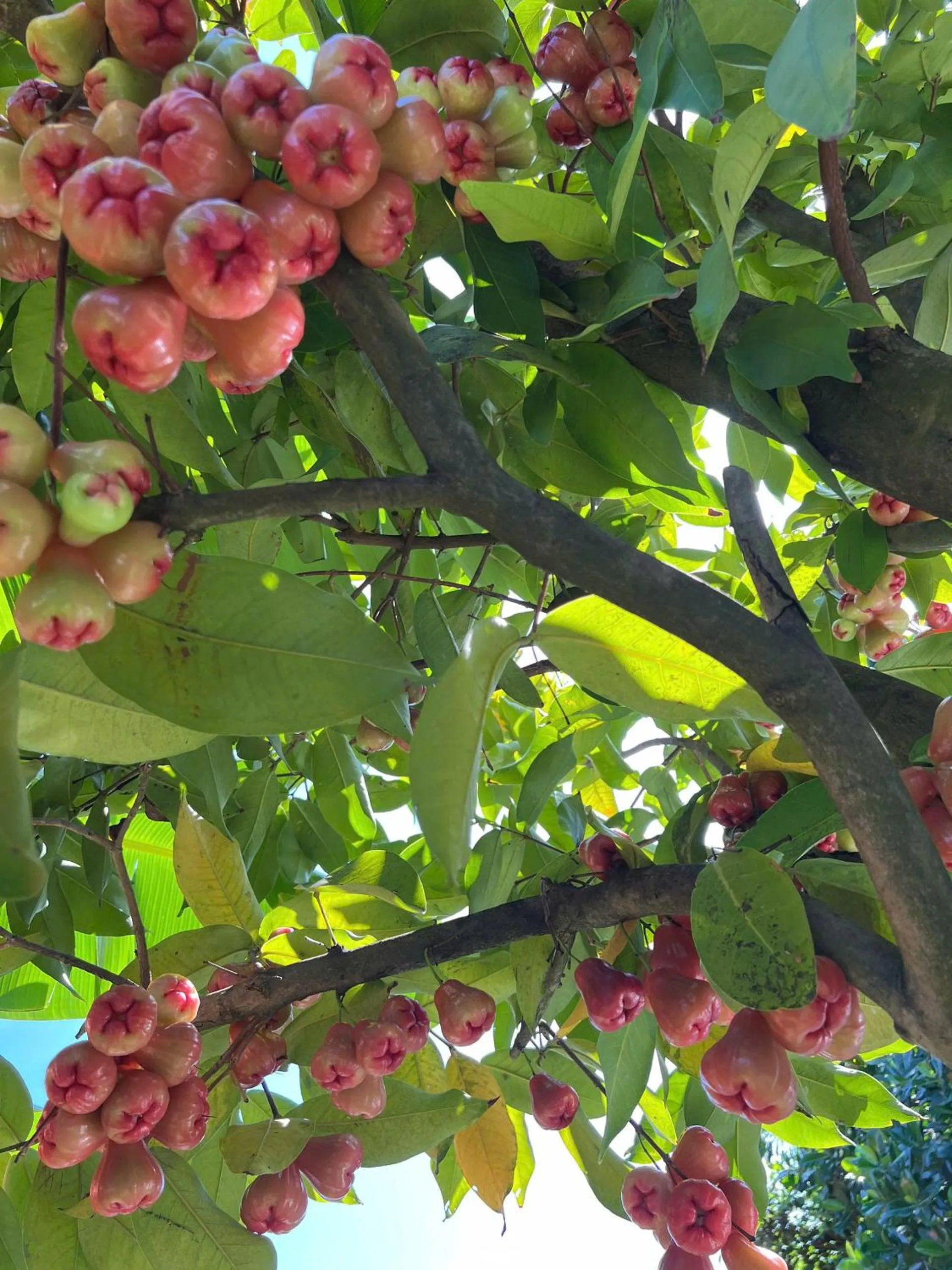 Garden in Wooden Homestay LAGI