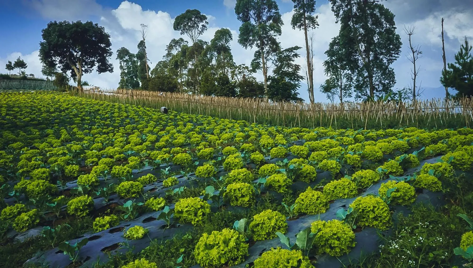 Garden in Snow Princess Mountain Glamping Resort at Clubbali,Lembang