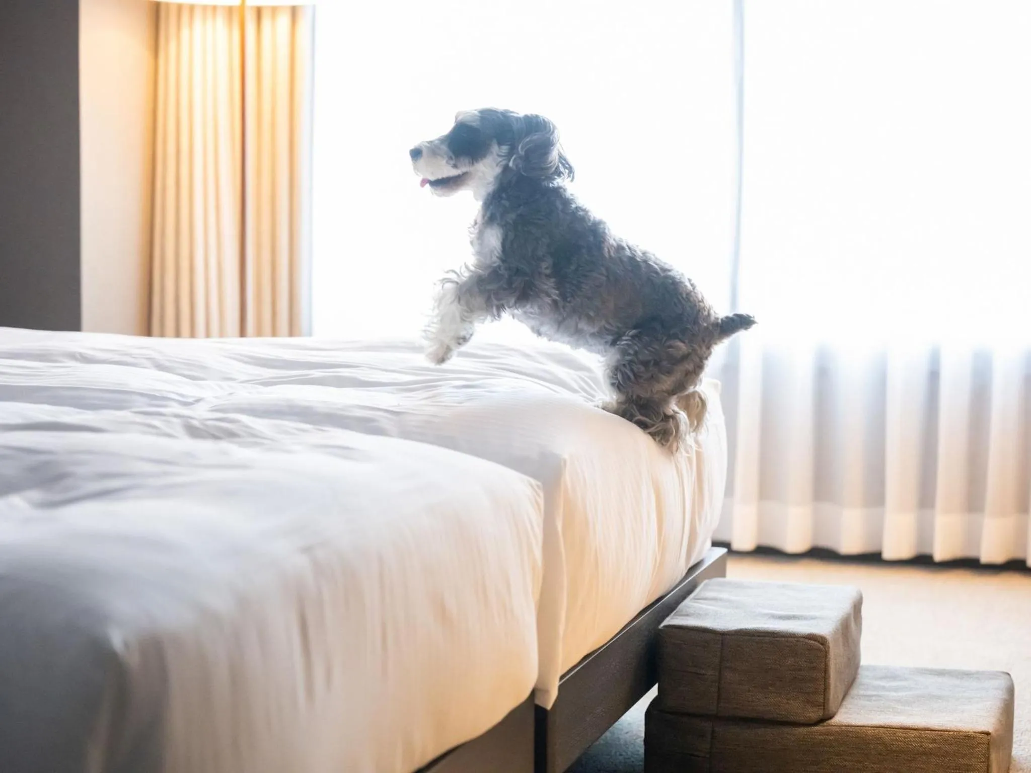 Bed in hotel anddoggy Kyoto Nijo