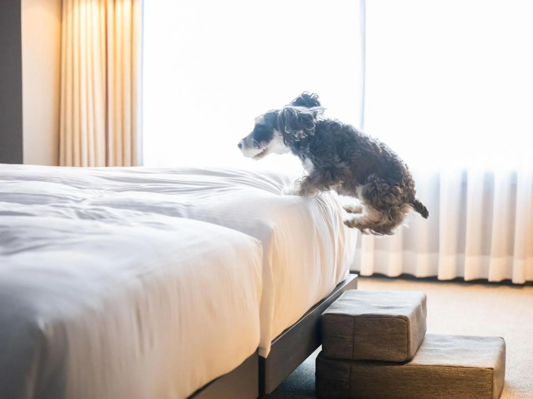 Bed in hotel anddoggy Kyoto Nijo