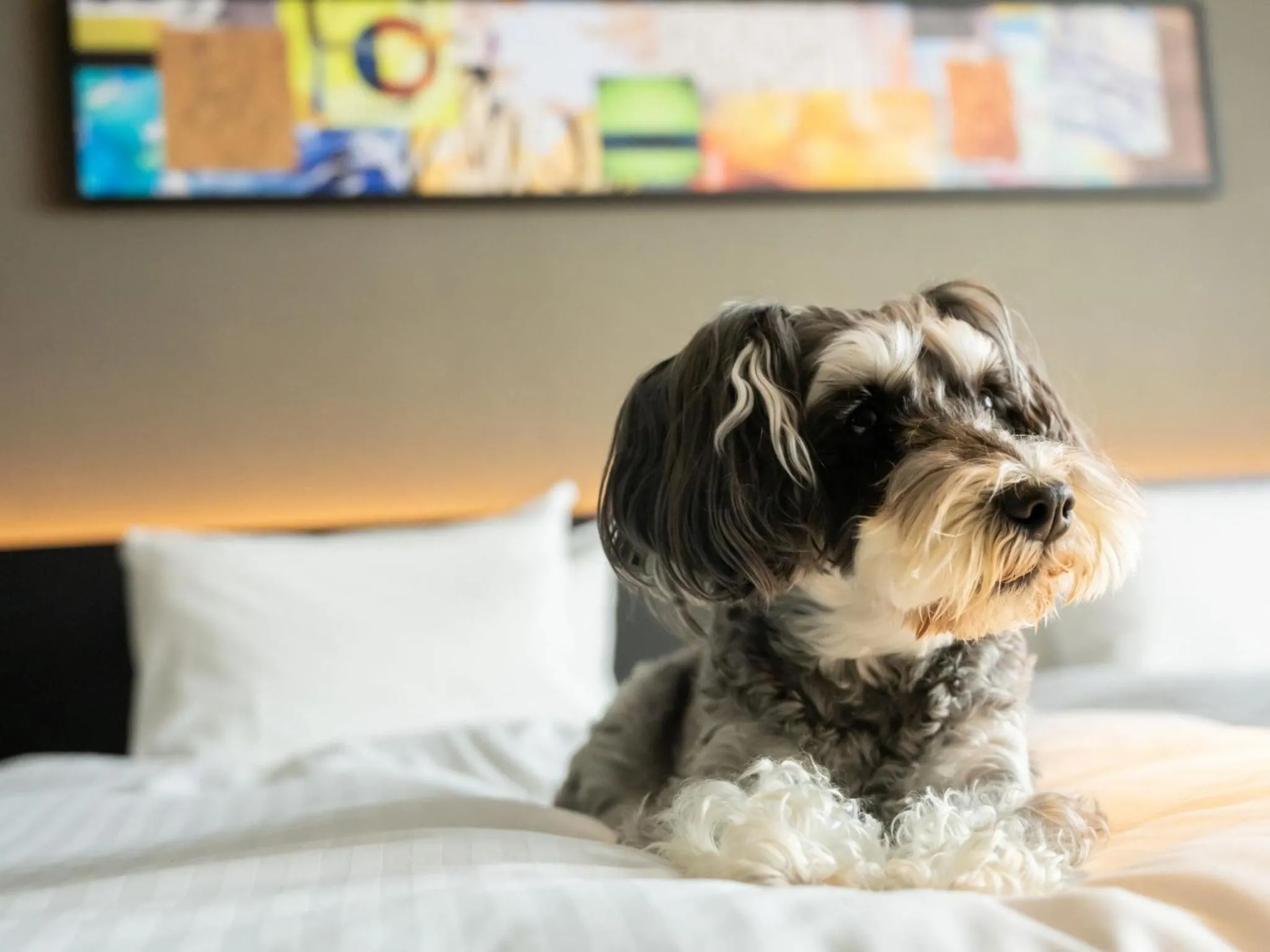 Bed in hotel anddoggy Kyoto Nijo