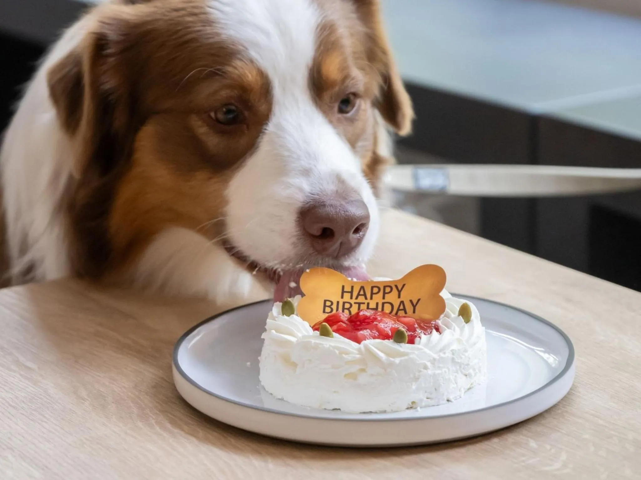 hotel anddoggy Kyoto Nijo