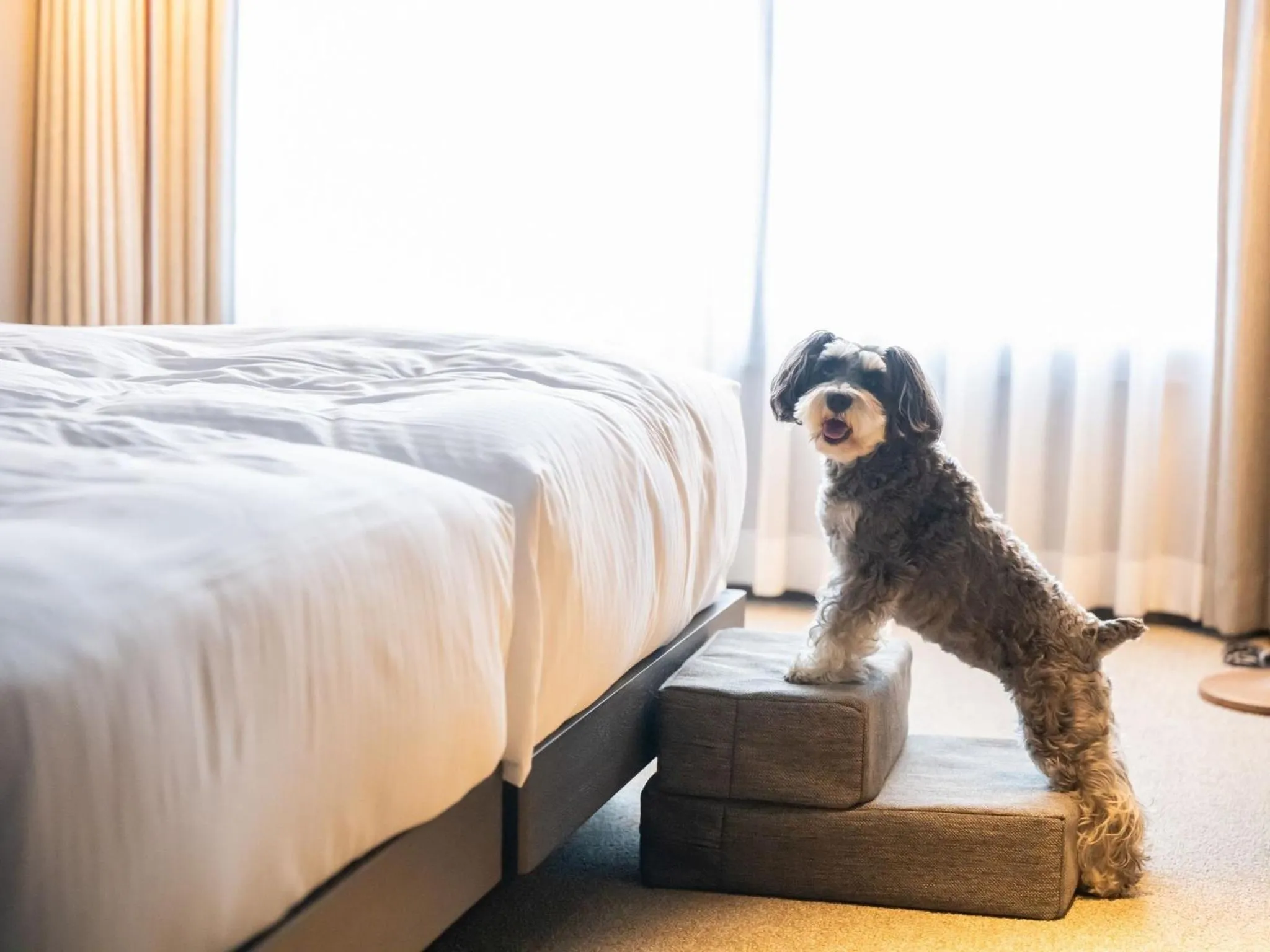 Bed in hotel anddoggy Kyoto Nijo
