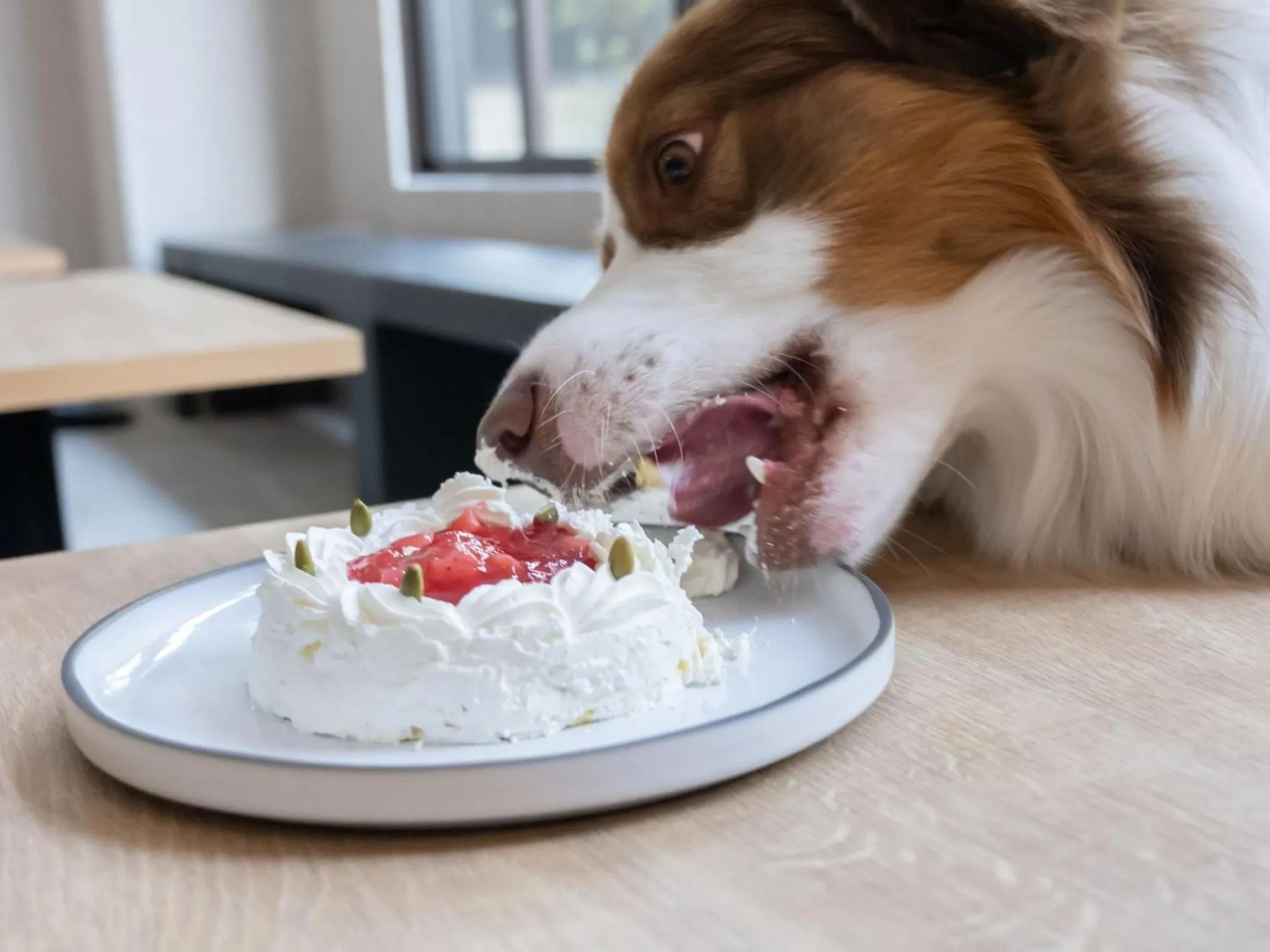 hotel anddoggy Kyoto Nijo