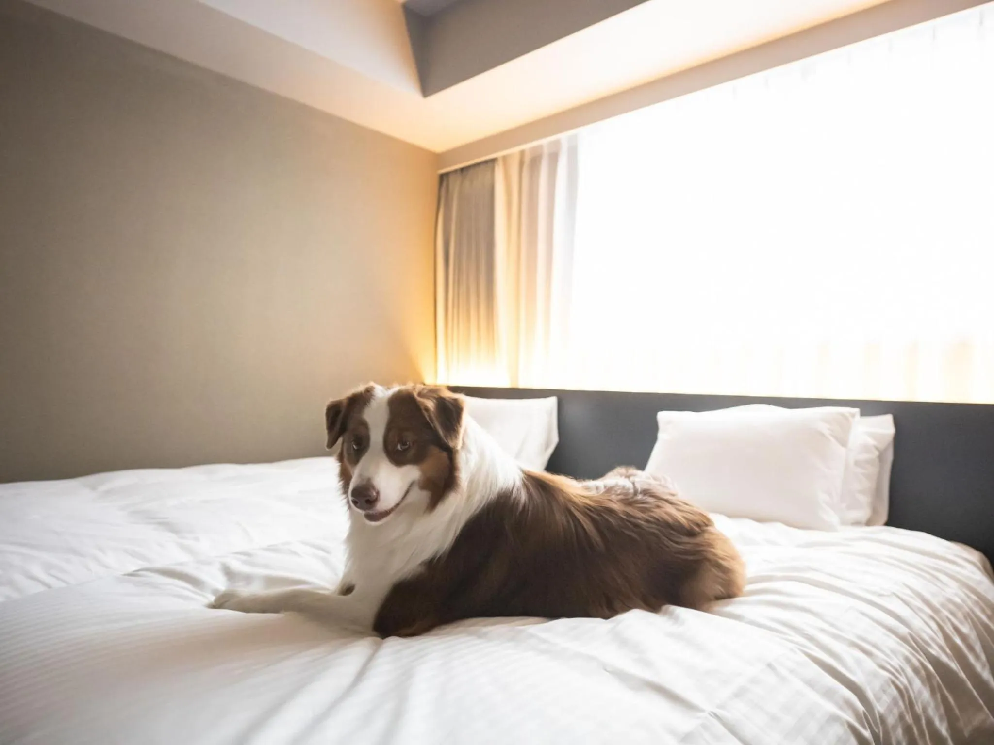 Bed in hotel anddoggy Kyoto Nijo