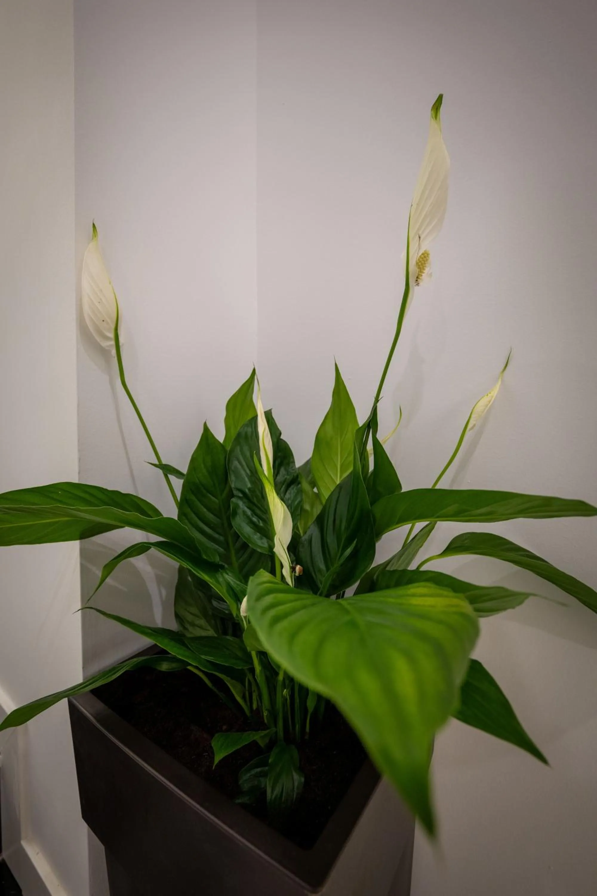 Decorative detail in Hotel Flori