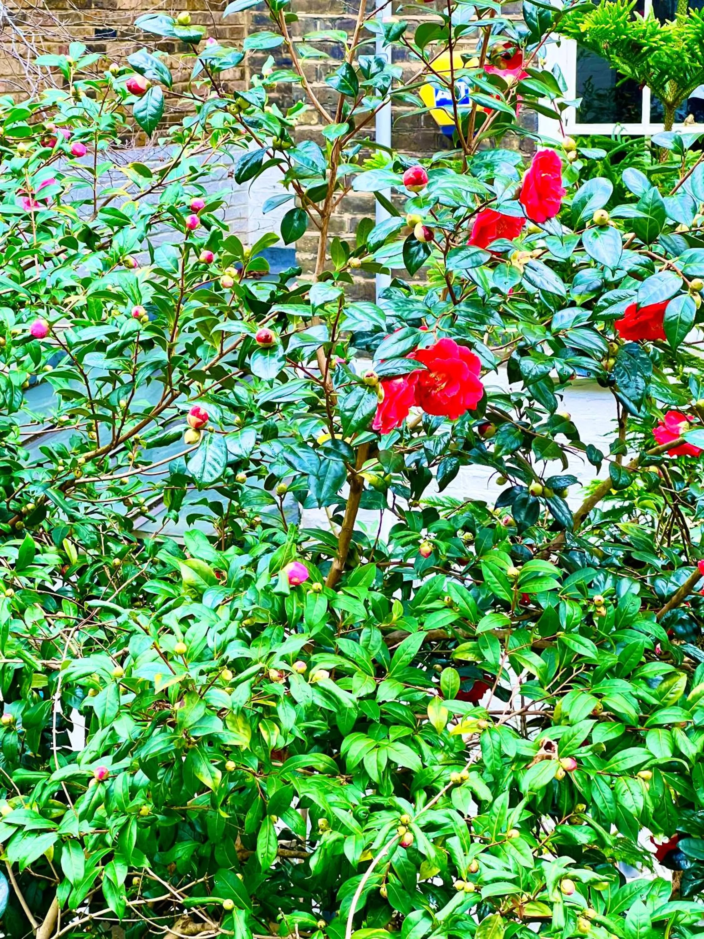 View (from property/room) in Melbourne House Hotel