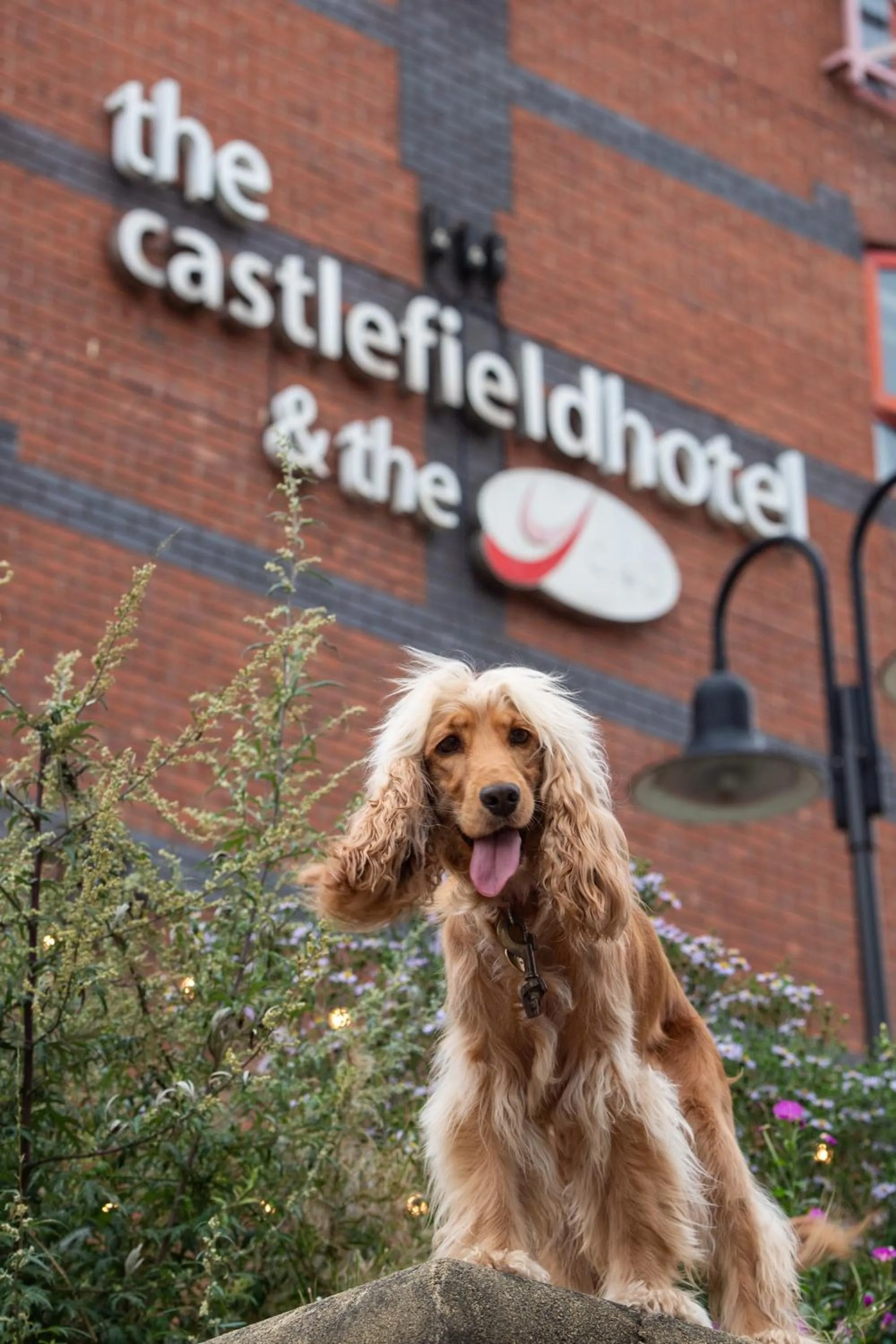Pets in Castlefield Hotel