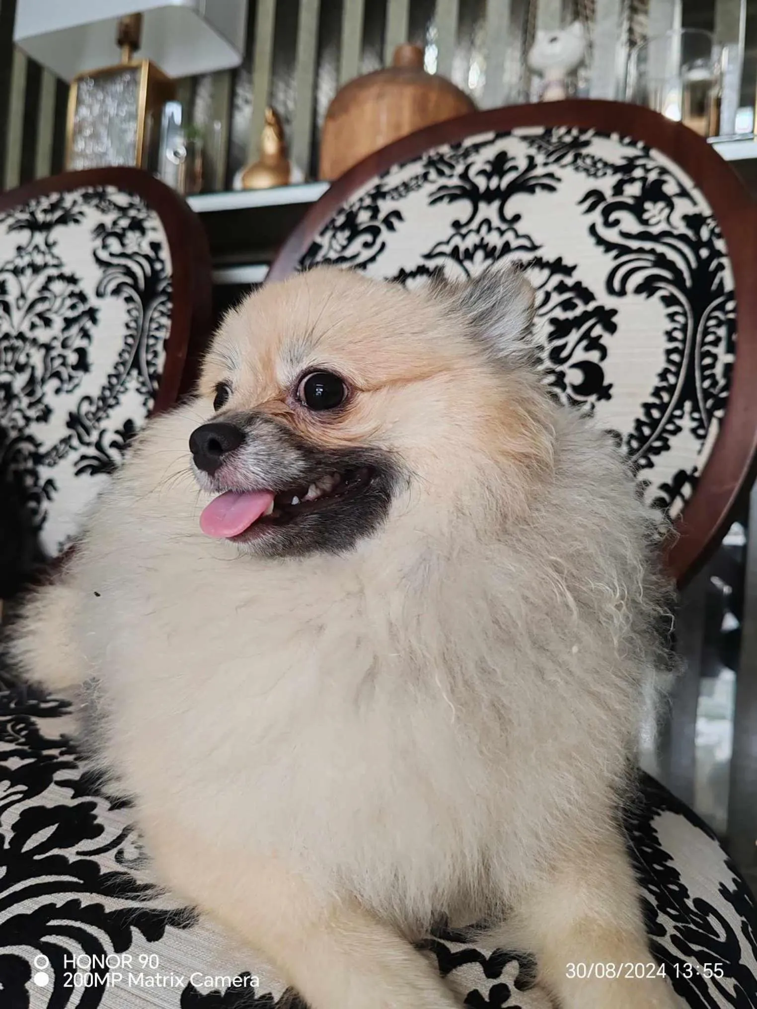 Pets in Kamalig Ng Caraga- Hotel Near SM Mall Butuan