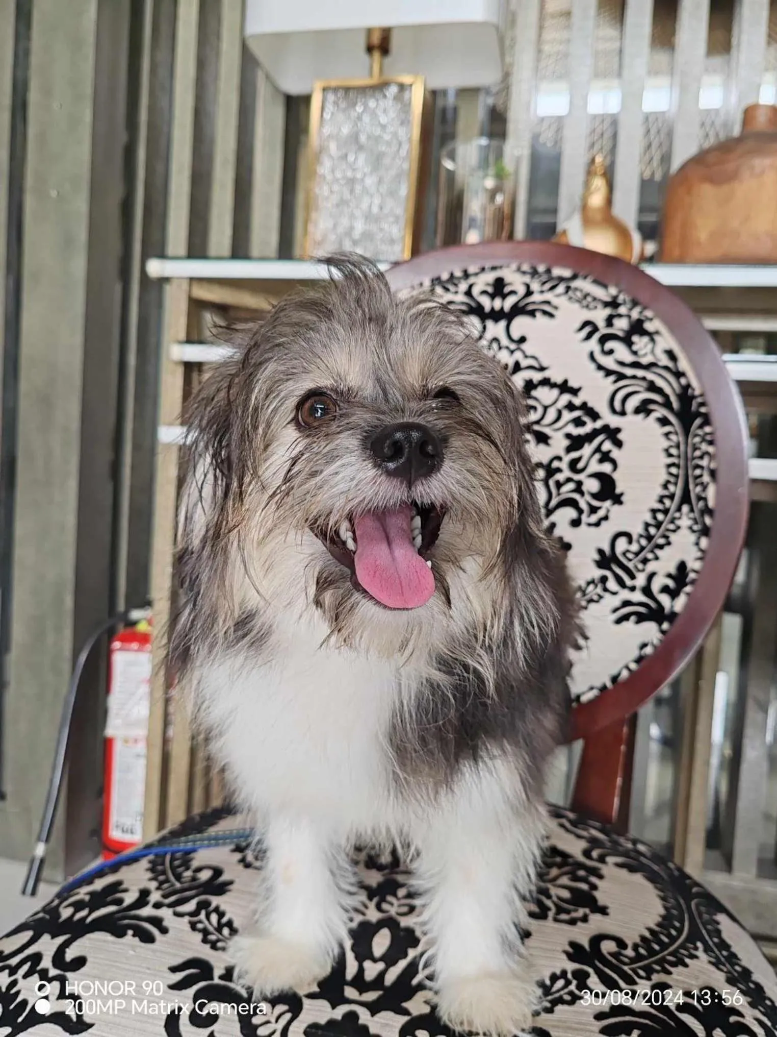 Pets in Kamalig Ng Caraga- Hotel Near SM Mall Butuan