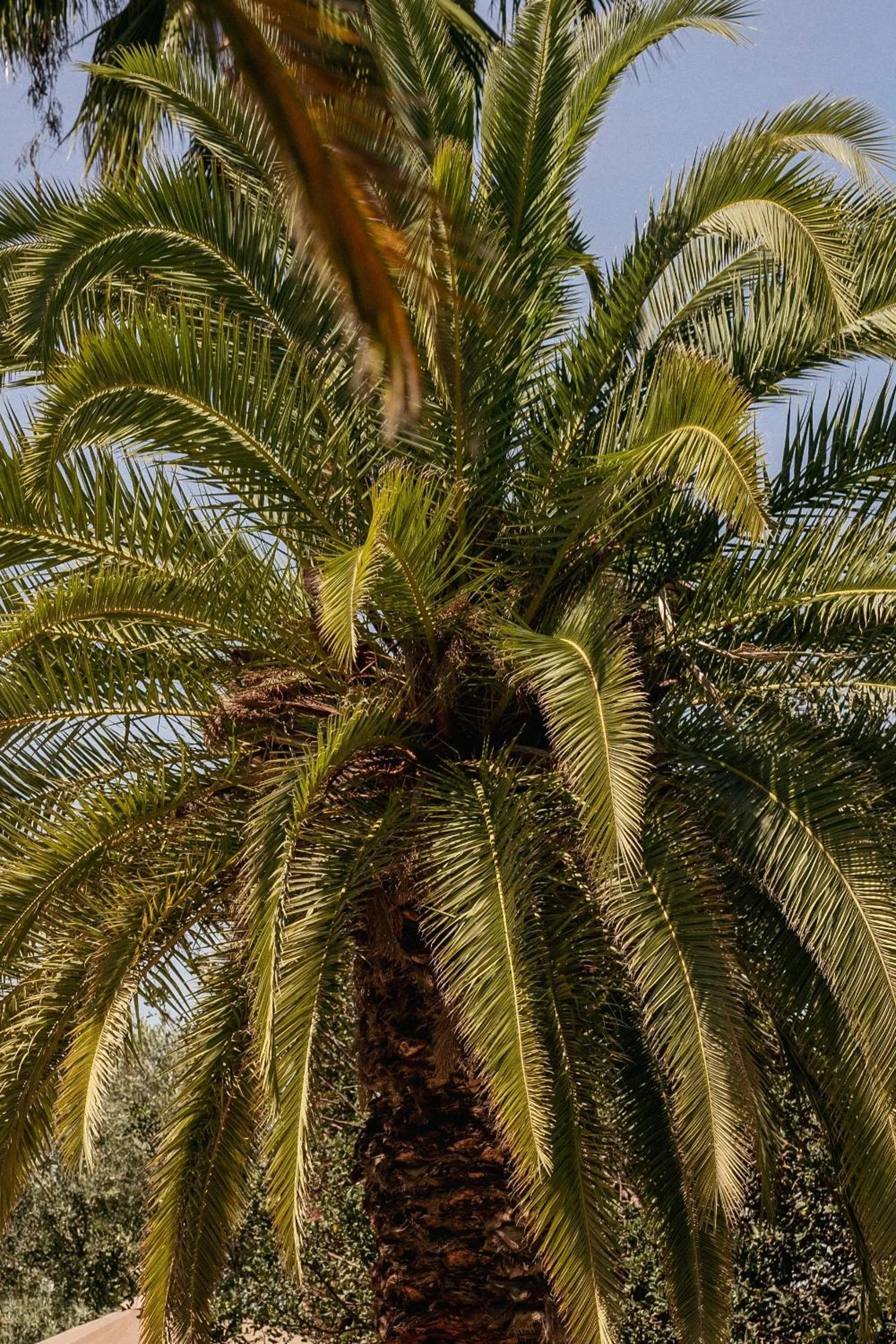Spring in Riad El Khaeir - Piscine, Hamam & Spa