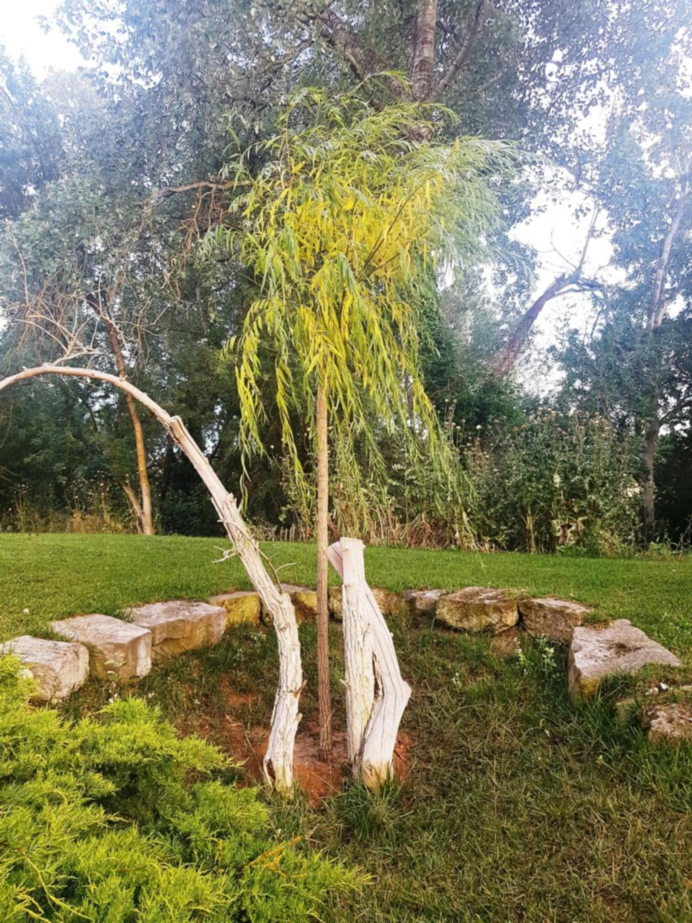 Garden in Molí Blanc Hotel