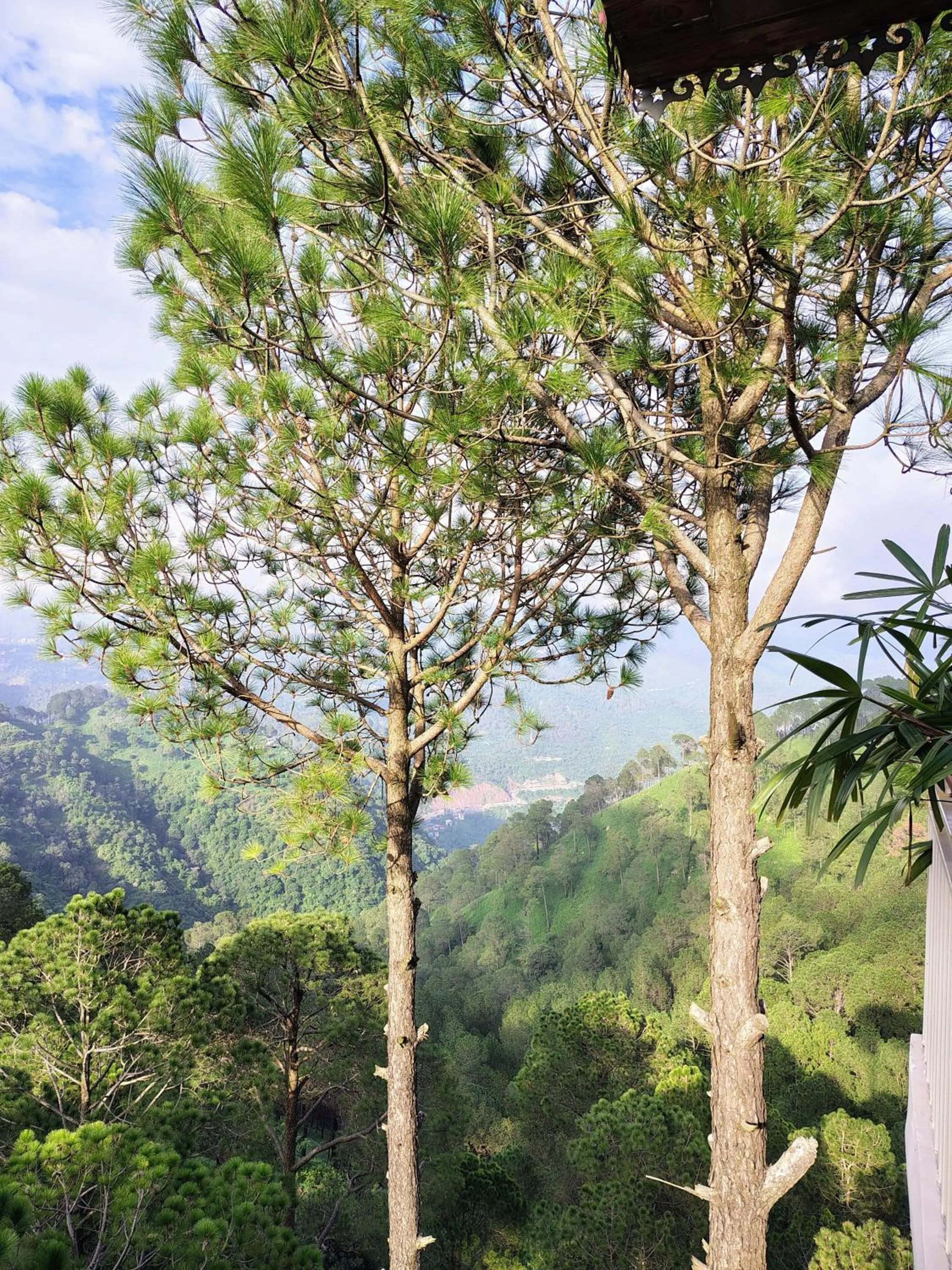 Mountain view in Pihu's Nest Kasauli
