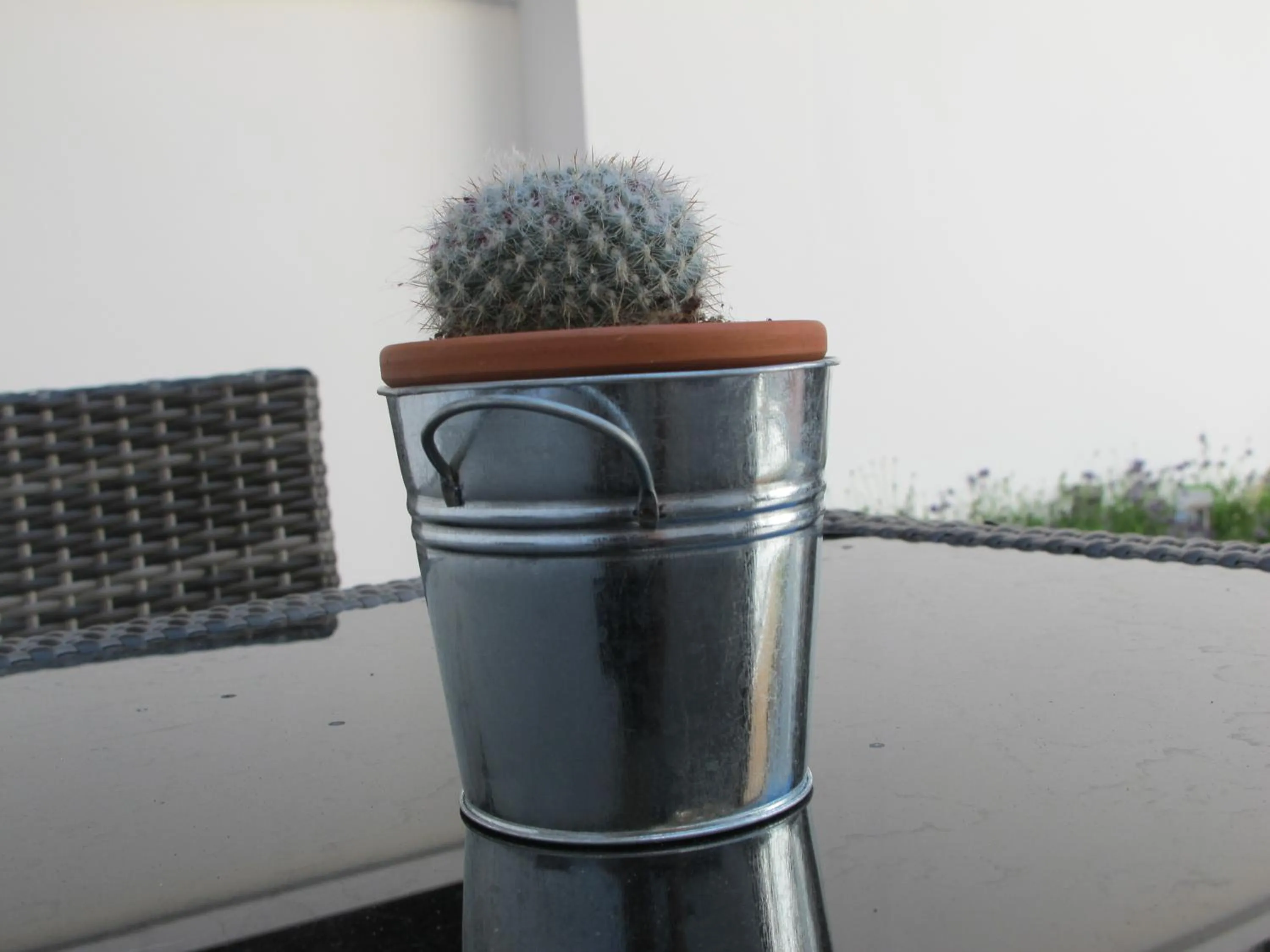 Garden in Alhambra Hotel