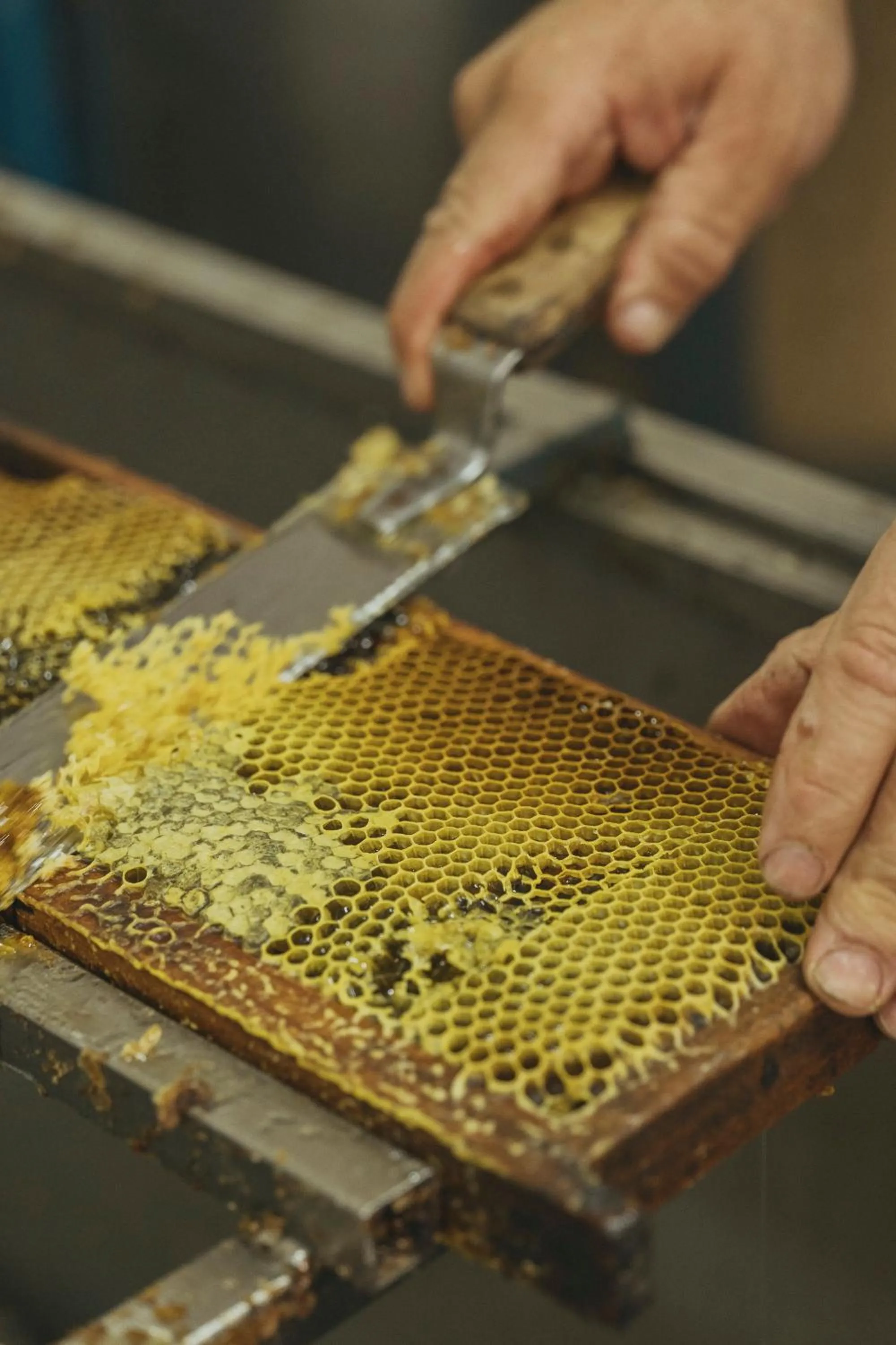 Activities in Viceroy at Ombria Algarve