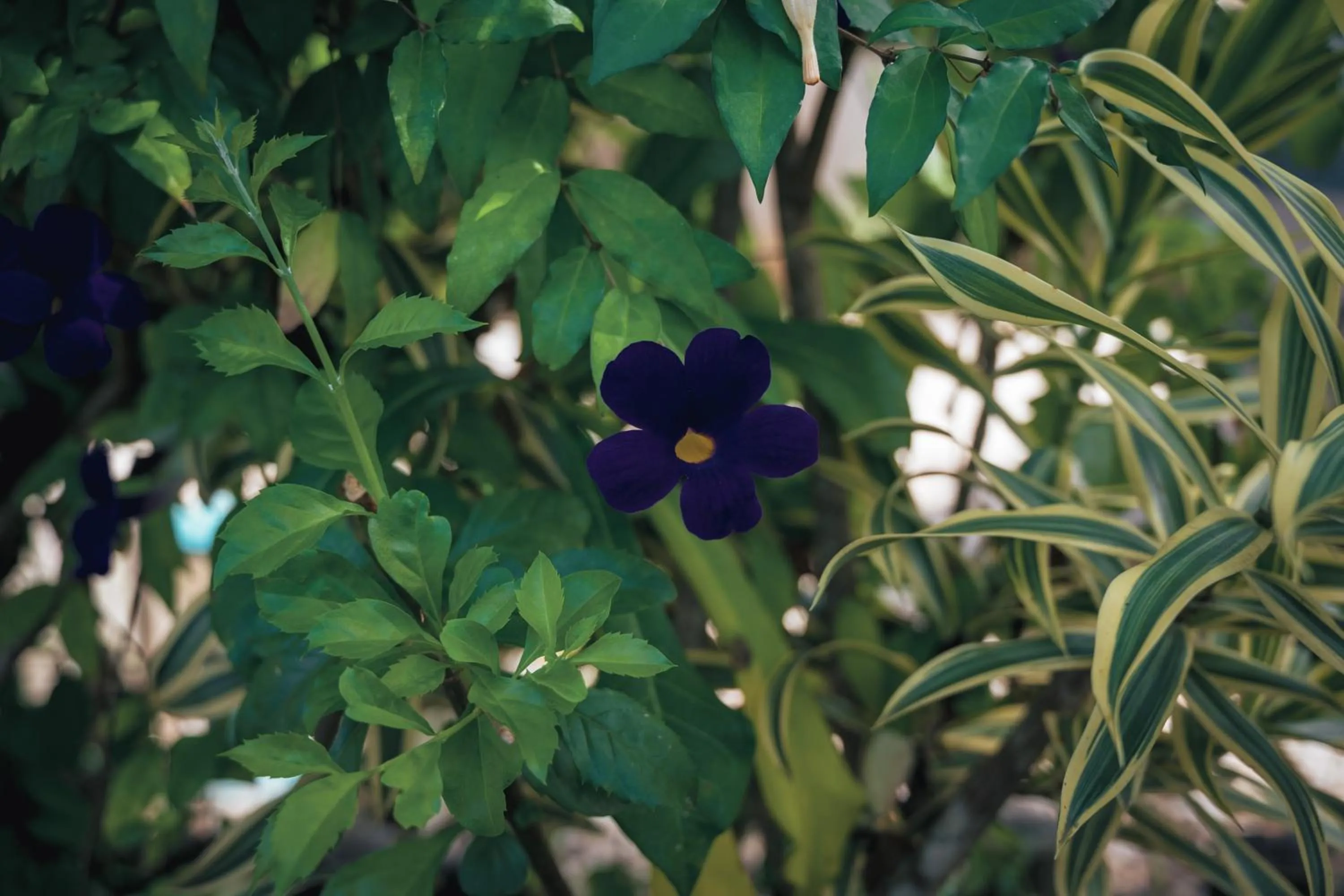 Ayla Arraial Pousada de Charme - Arraial D'Ajuda