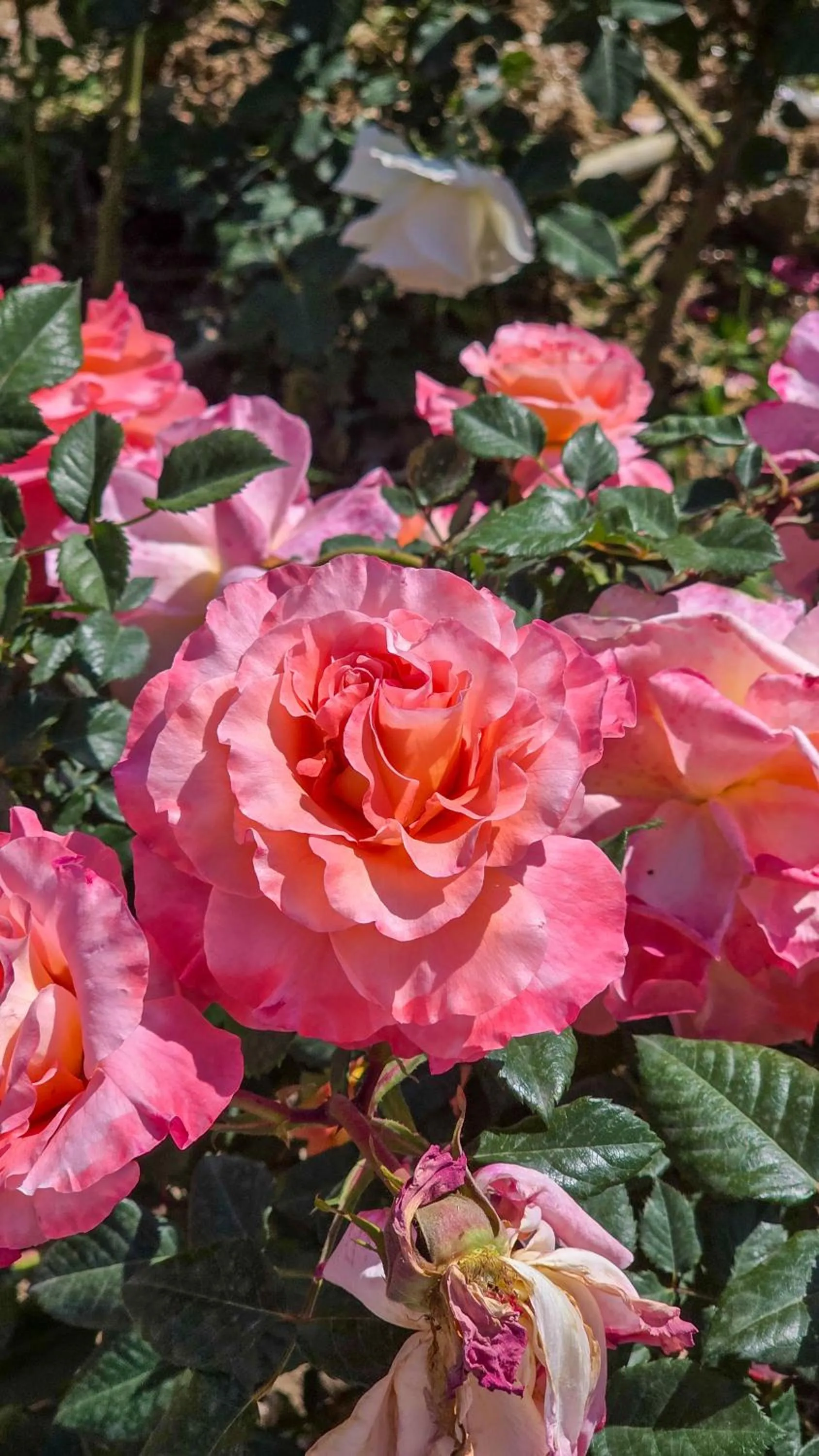 Day in Mesopotam Agrotourism Resort