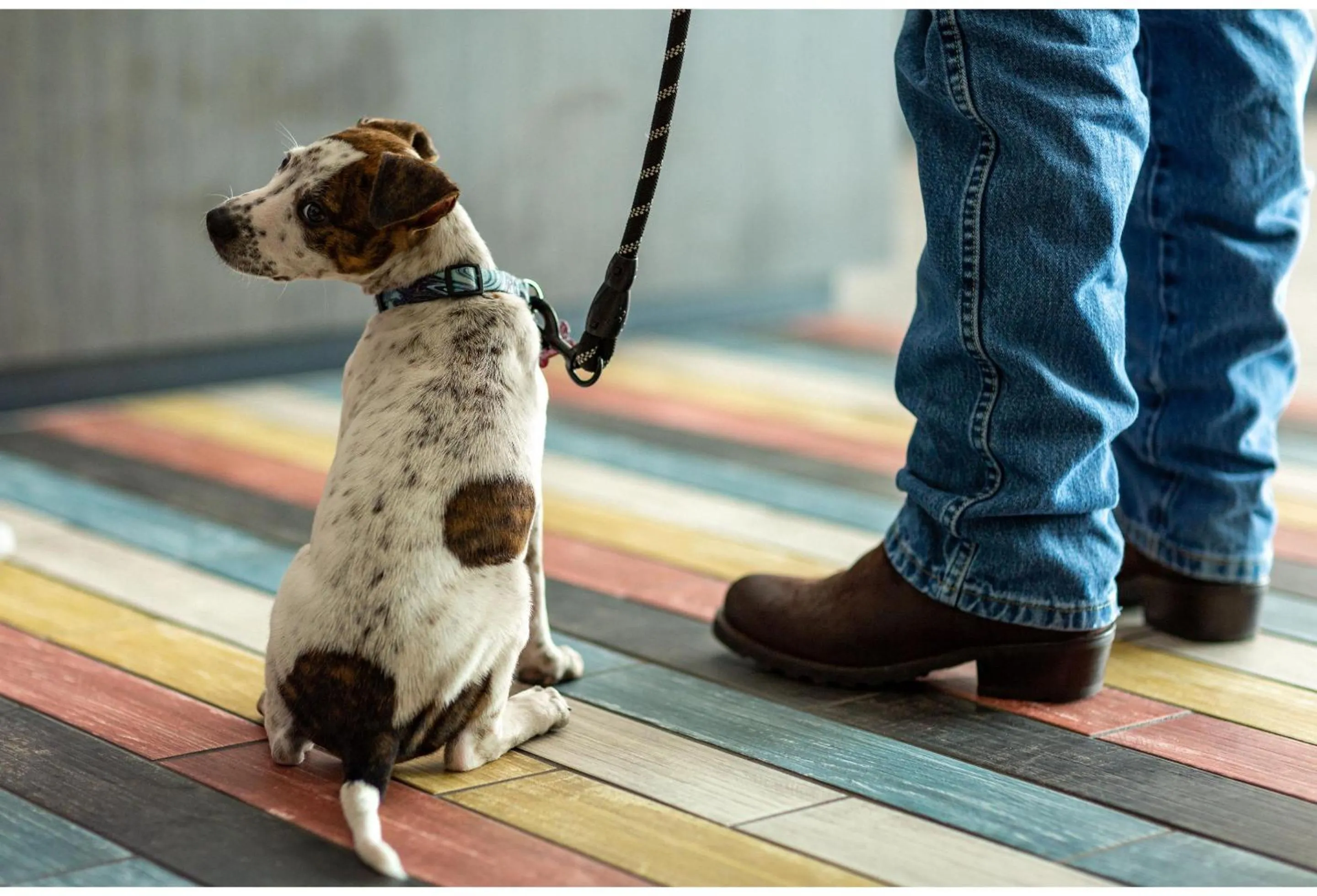 pet friendly in Studio 6 Abilene, TX East